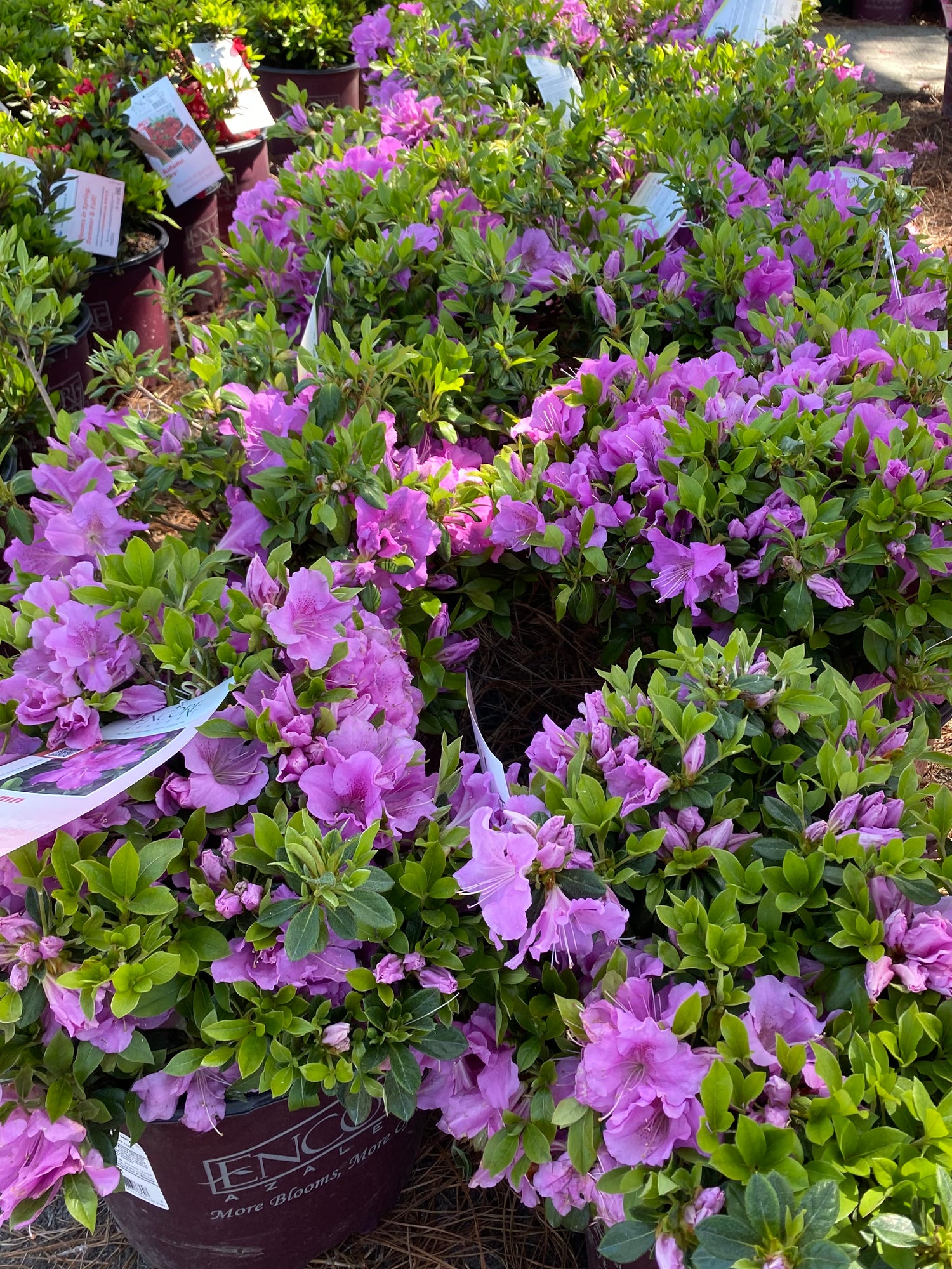 Autumn Lilac Azalea (Encore)