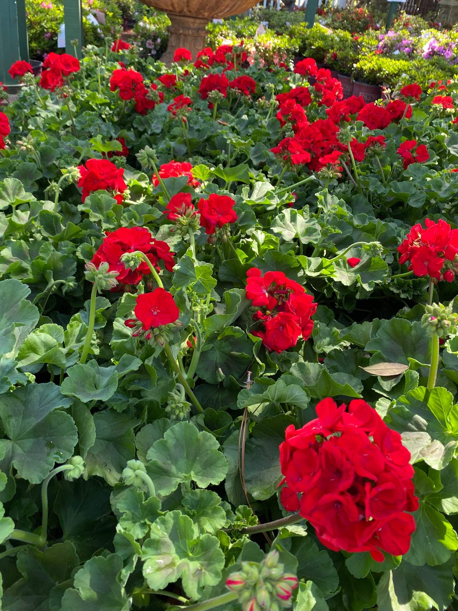 Zonal Geraniums - Red