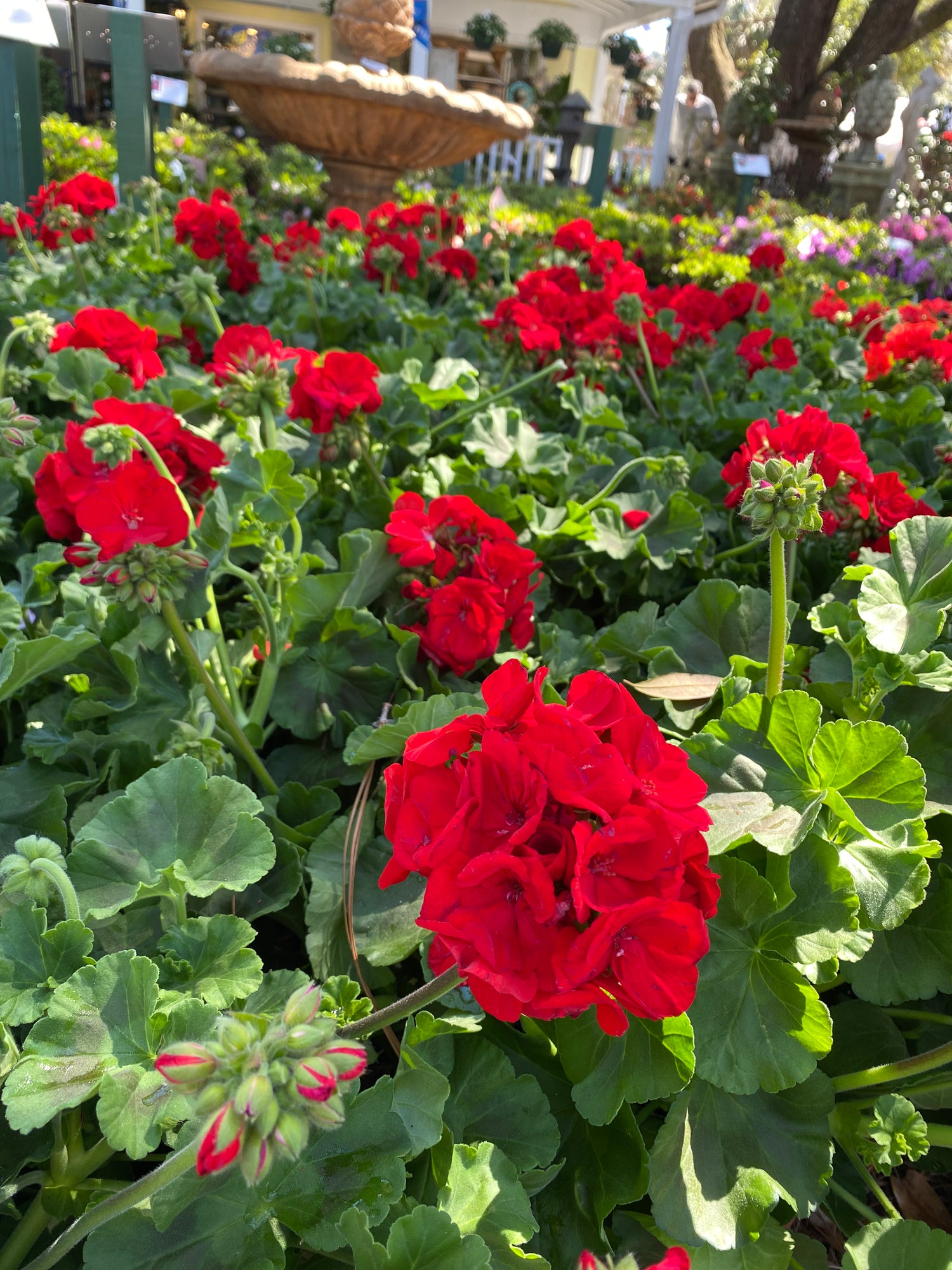 Zonal Geraniums - Red