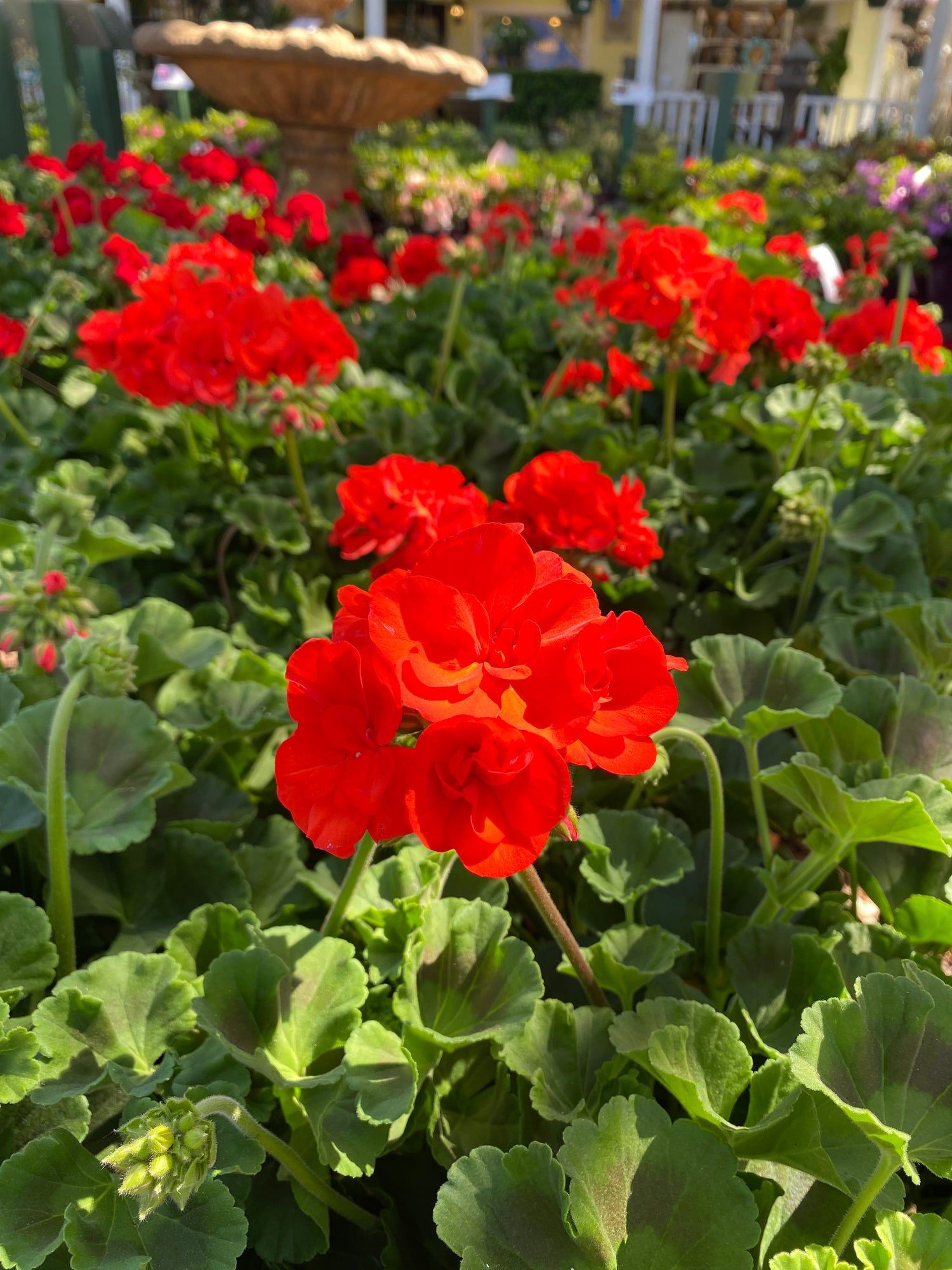 Zonal Geranium - Orange