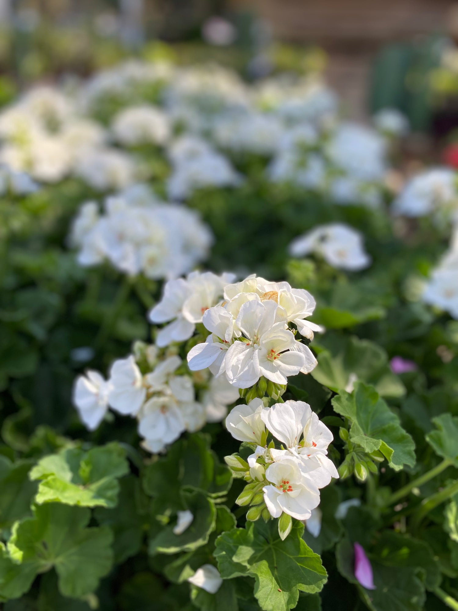 Zonal Geranium White