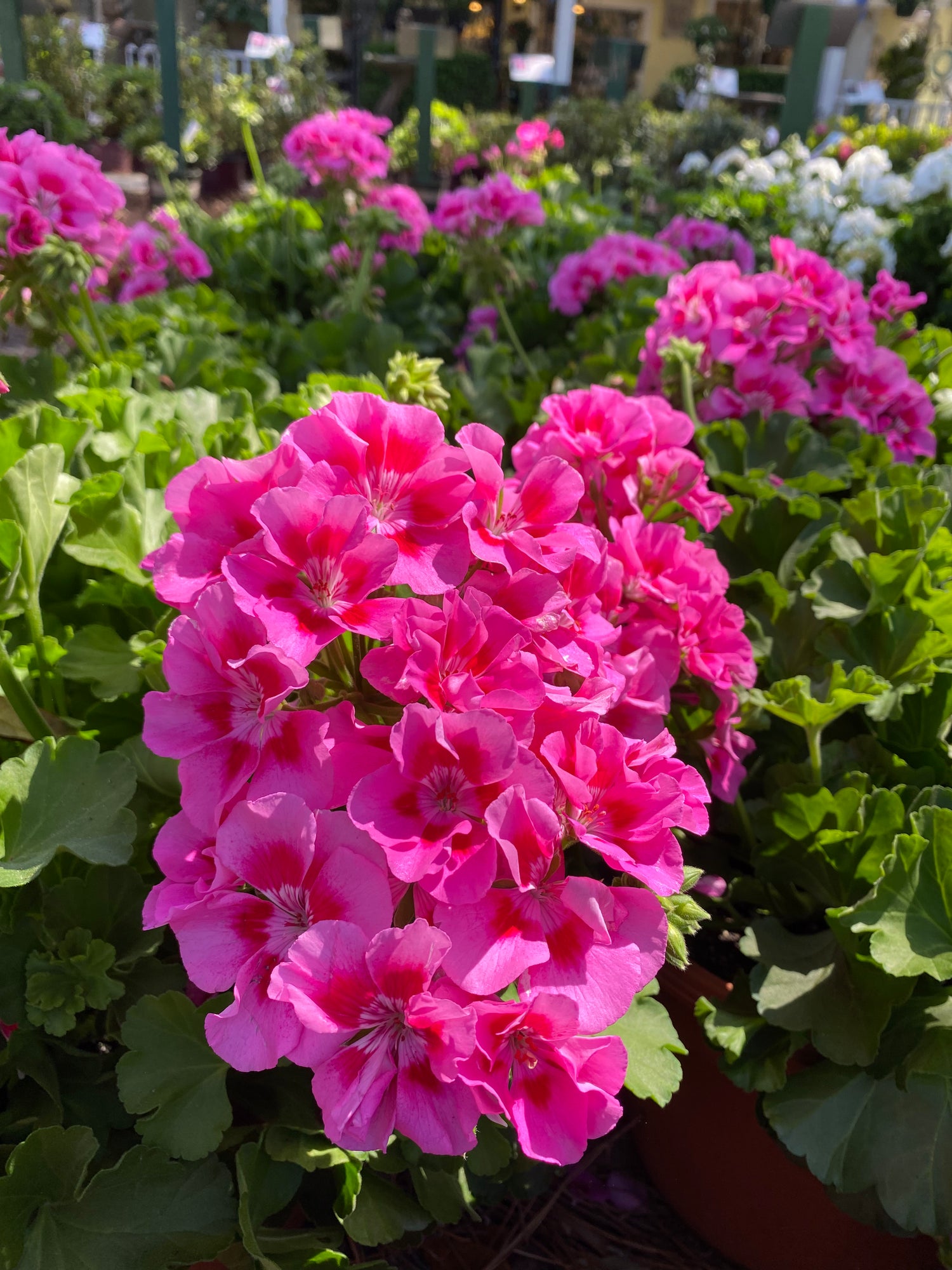 Zonal Geranium Pink Flare