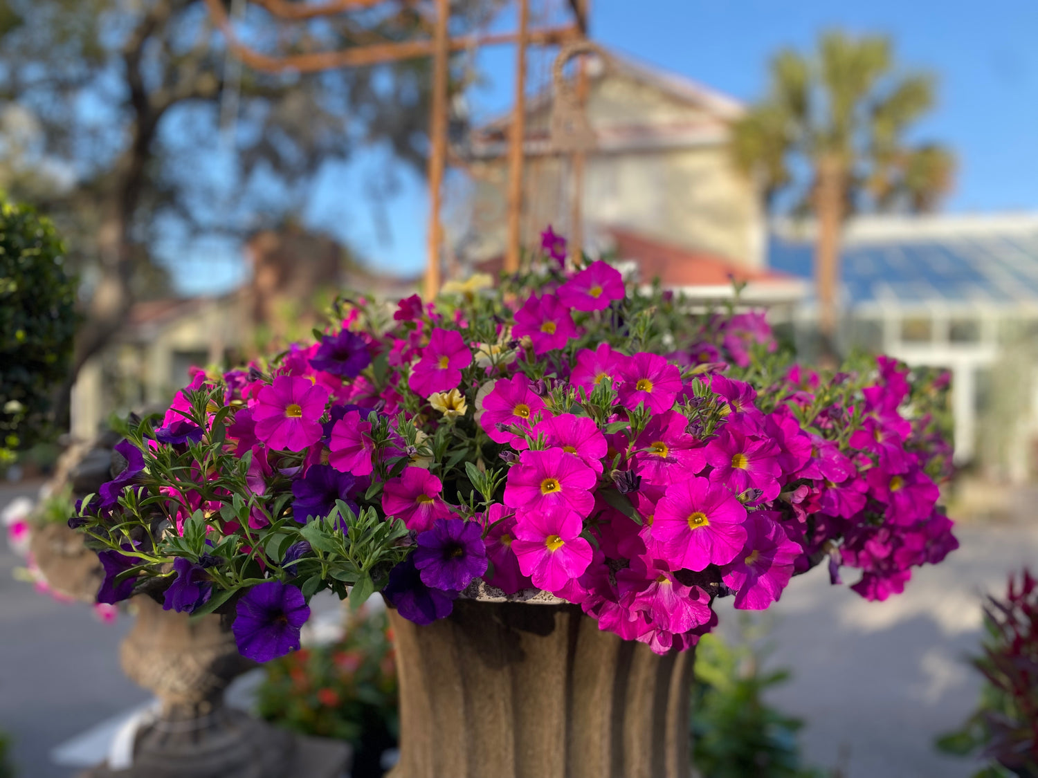 Petunia Hanging Basket - Multicolored