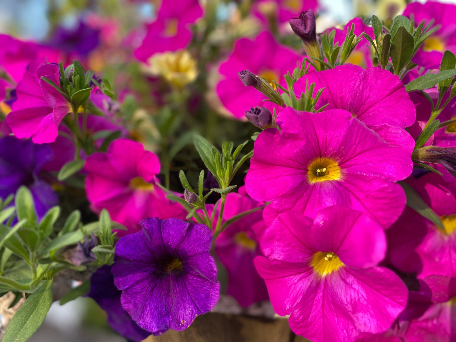 Petunia Hanging Basket - Multicolored