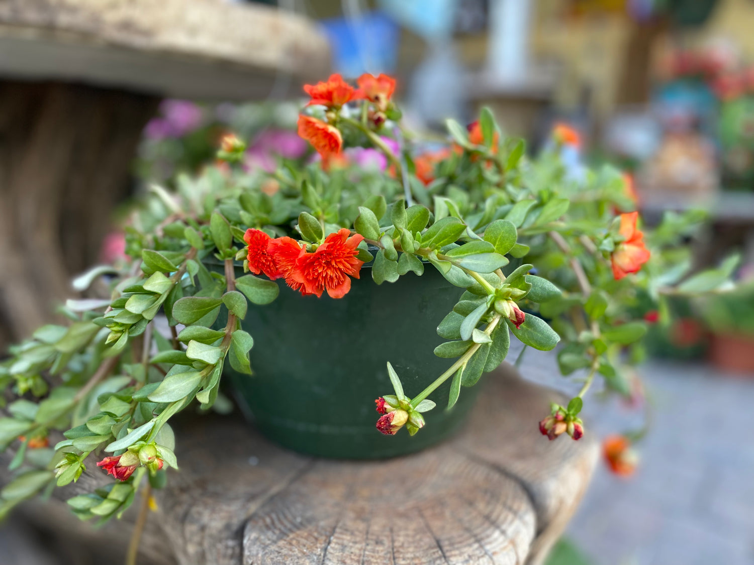 Purslane