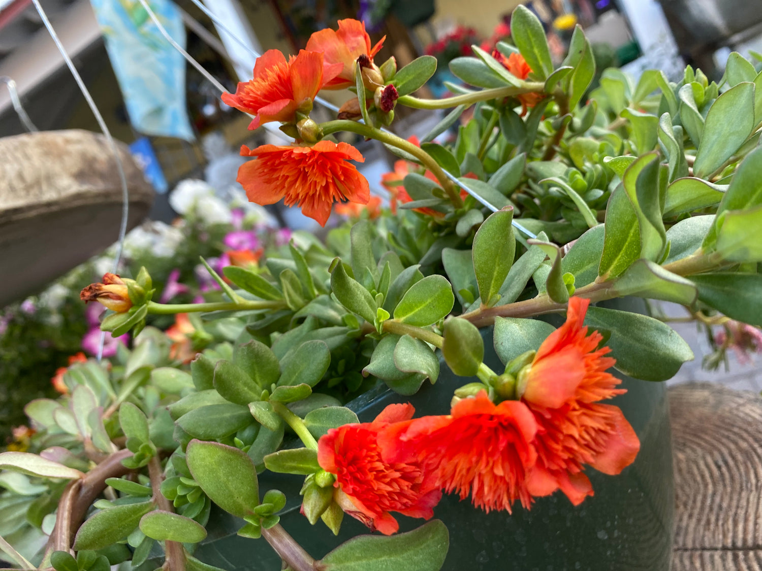 Purslane