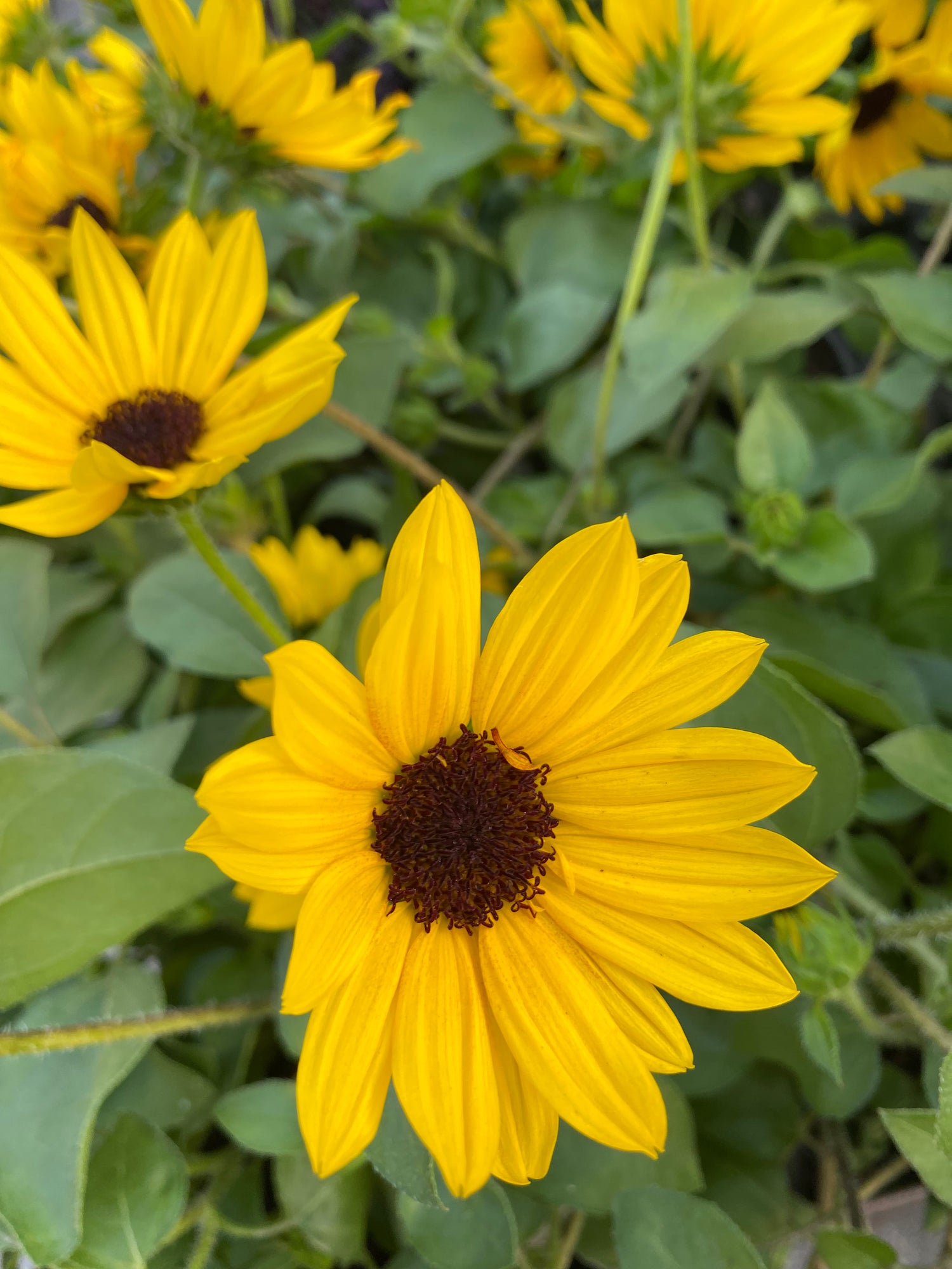 Brown Eyed Girl Helianthus - SunBelievable