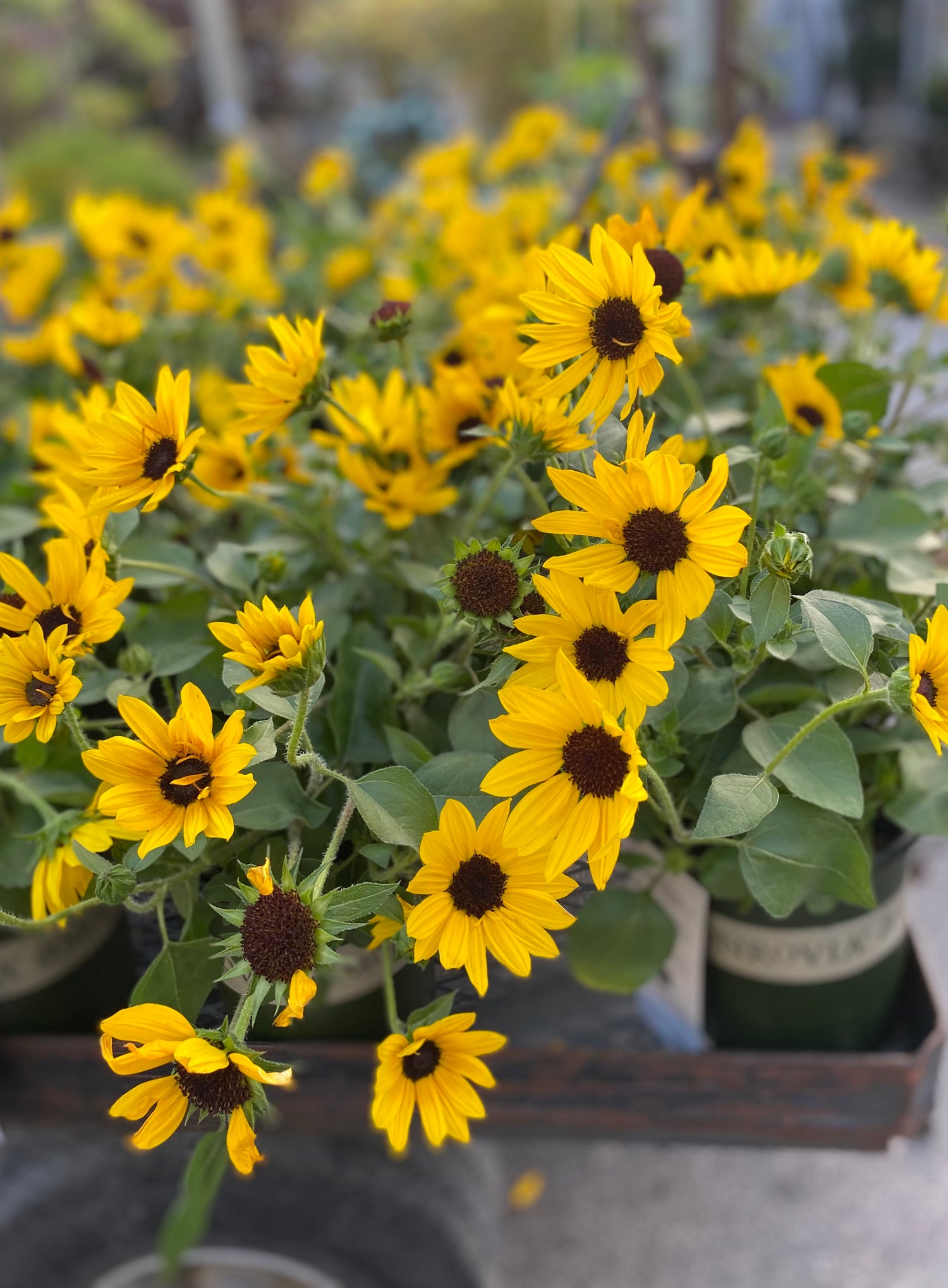 Brown Eyed Girl Helianthus - SunBelievable