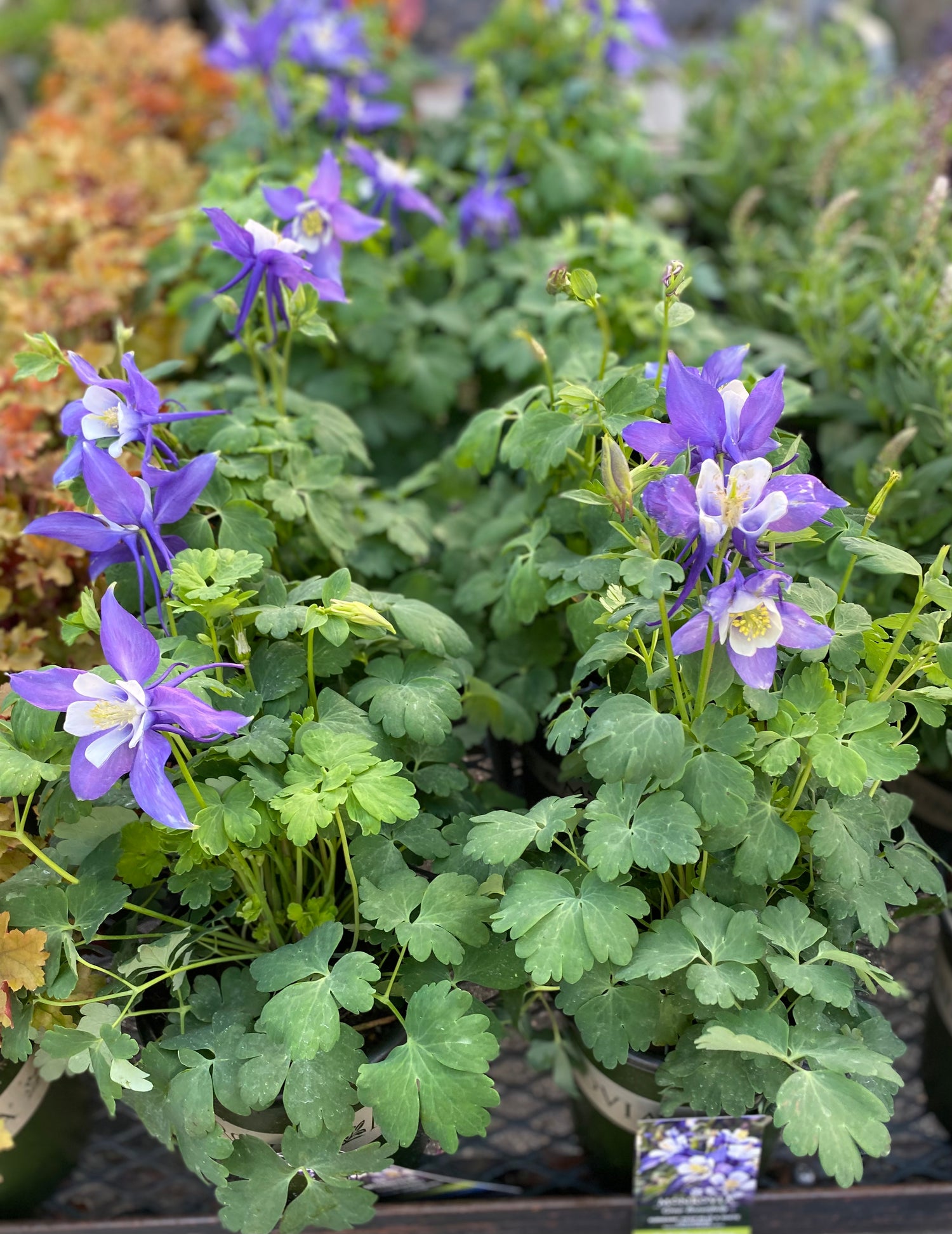 Columbine - Deep Blue and White
