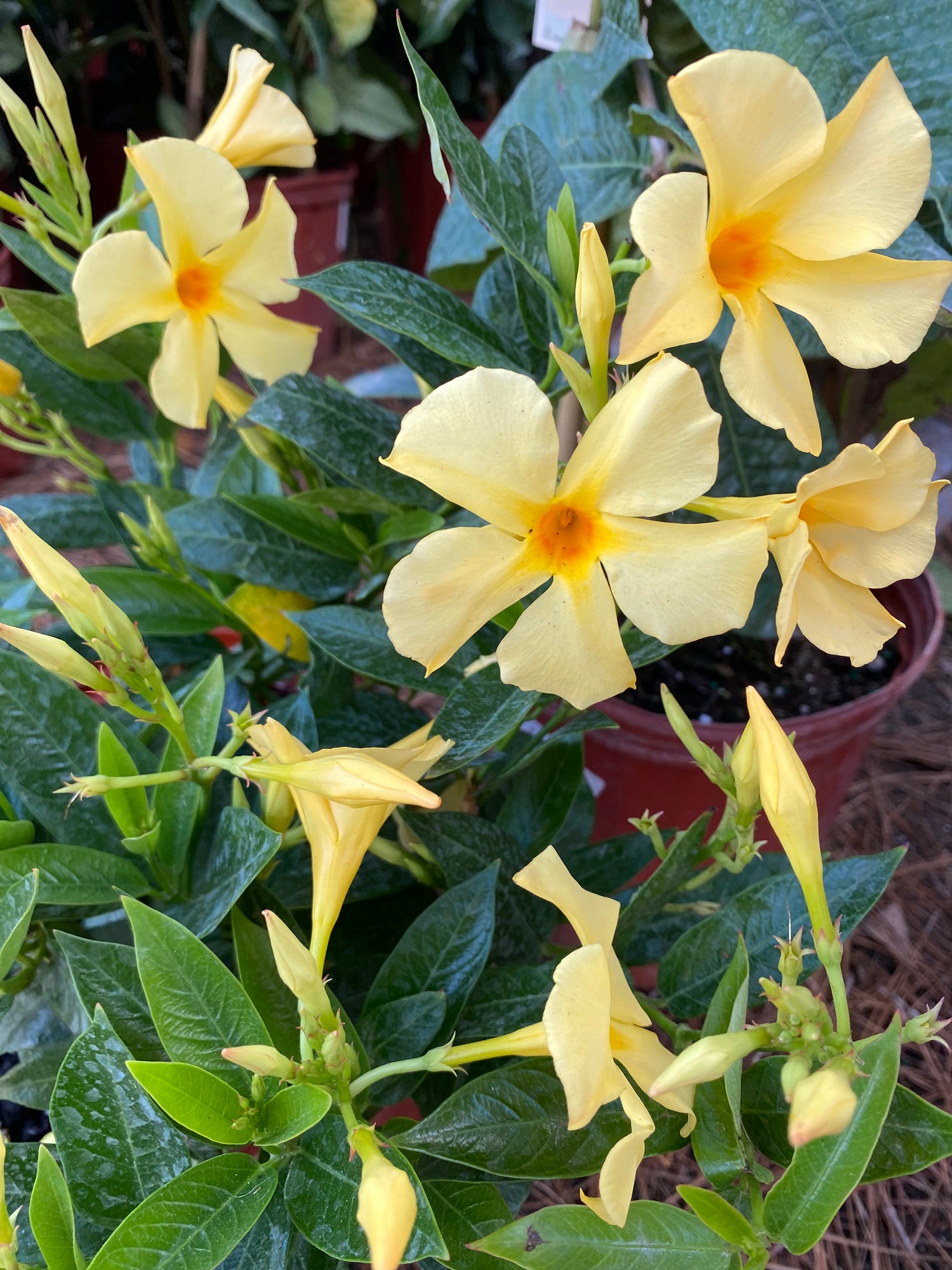 Diplodenia - Yellow