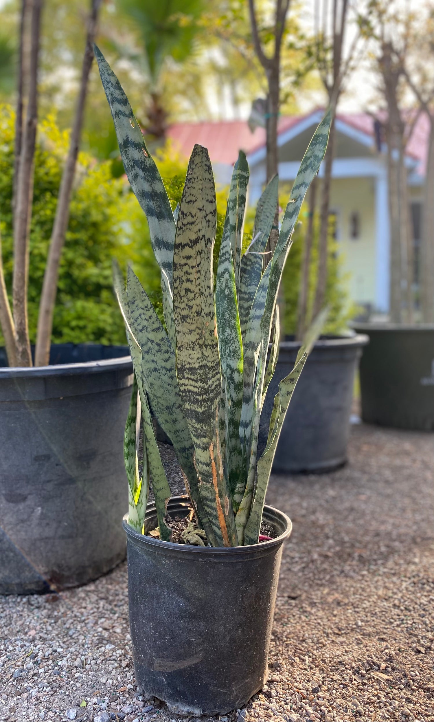 Snake Plant
