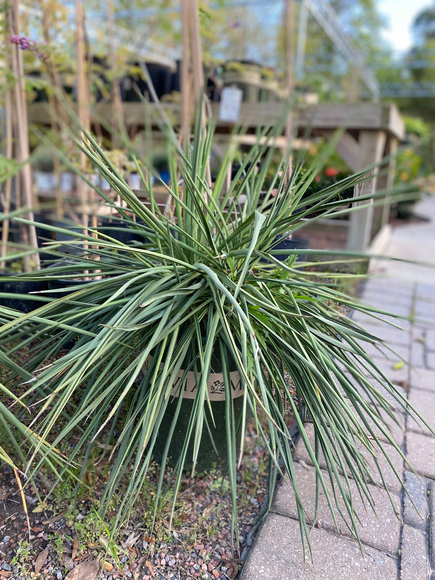 Ivory Tower Yucca