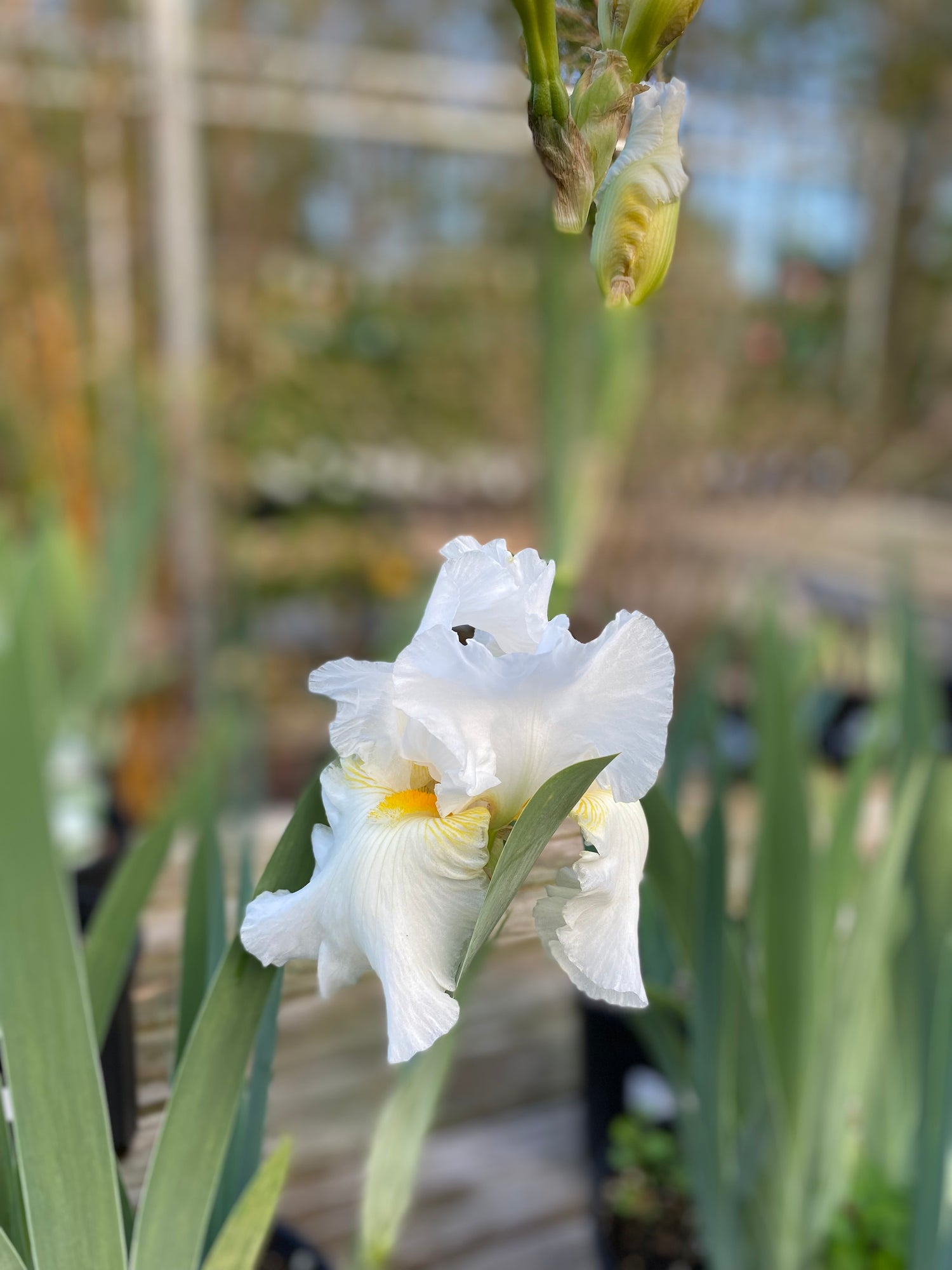 Bearded Iris