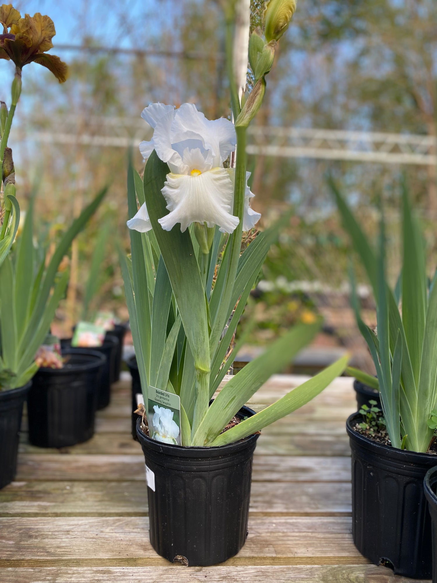 Bearded Iris