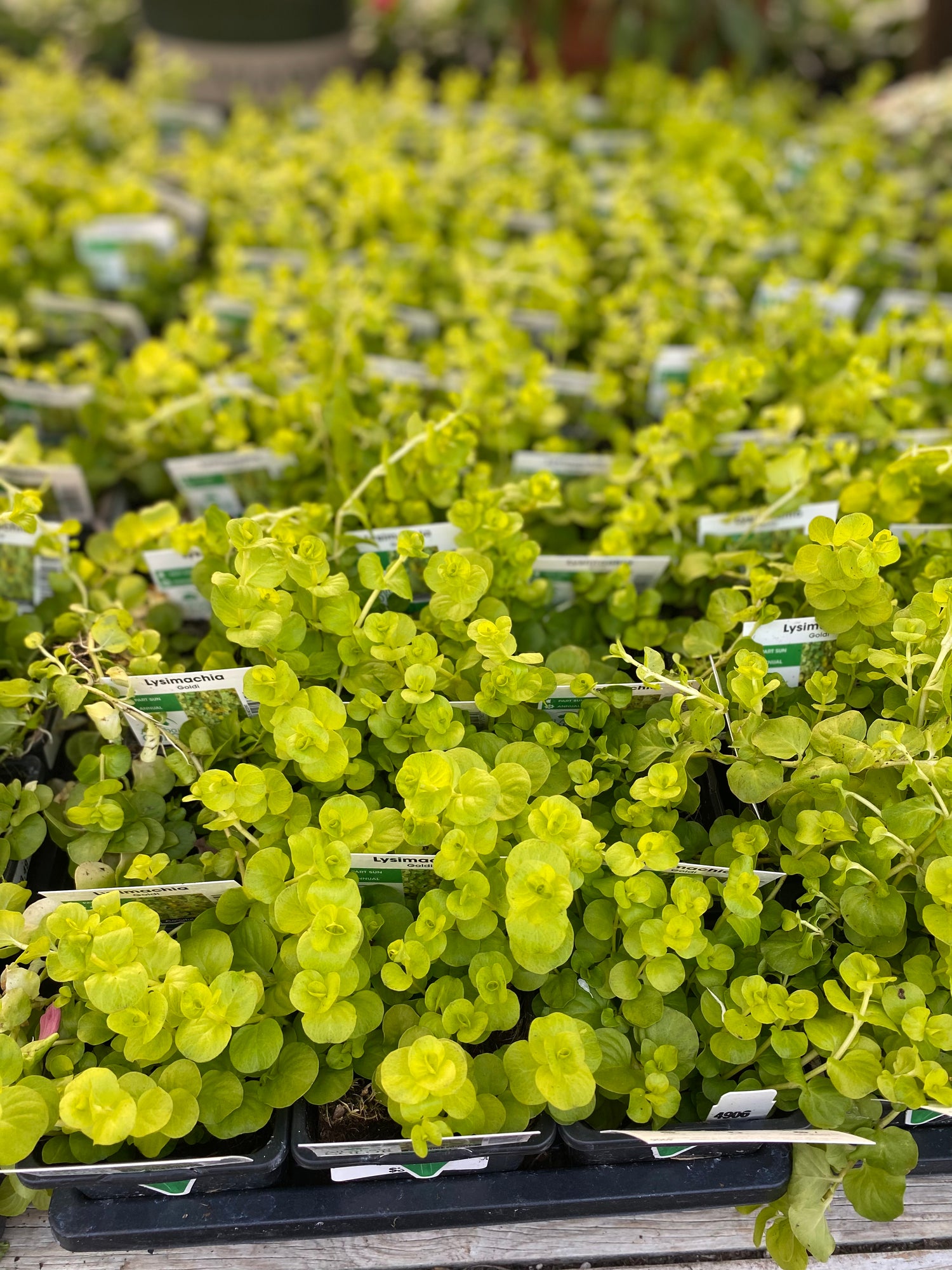 Lysimachia - Creeping Jenny