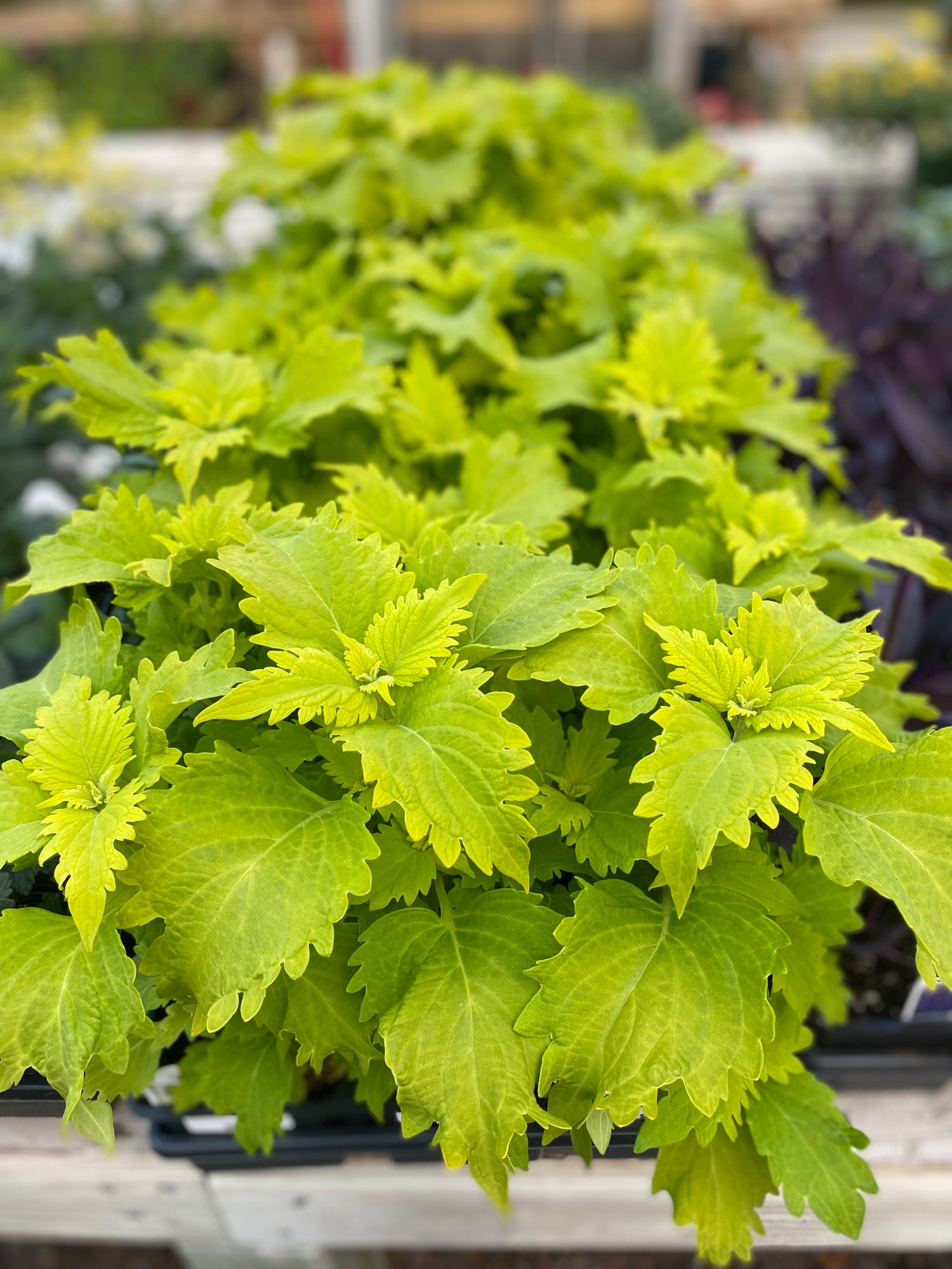 Coleus