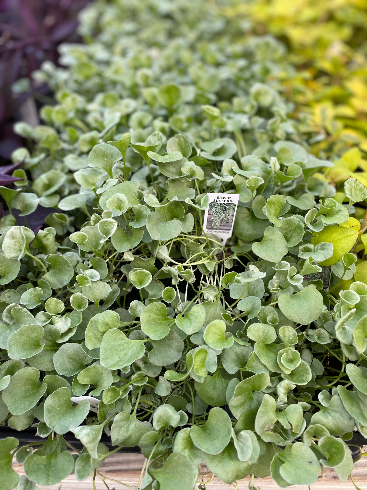 Silver Surfer - Dichondra