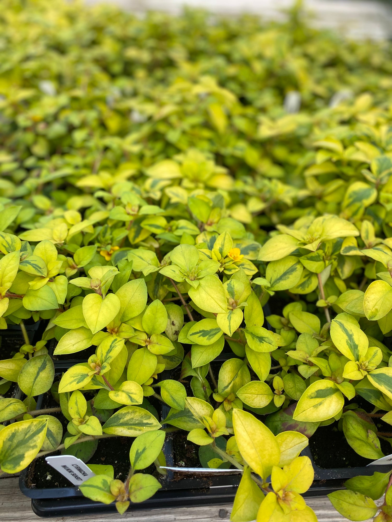 Lysimachia - Waikiki Sunset