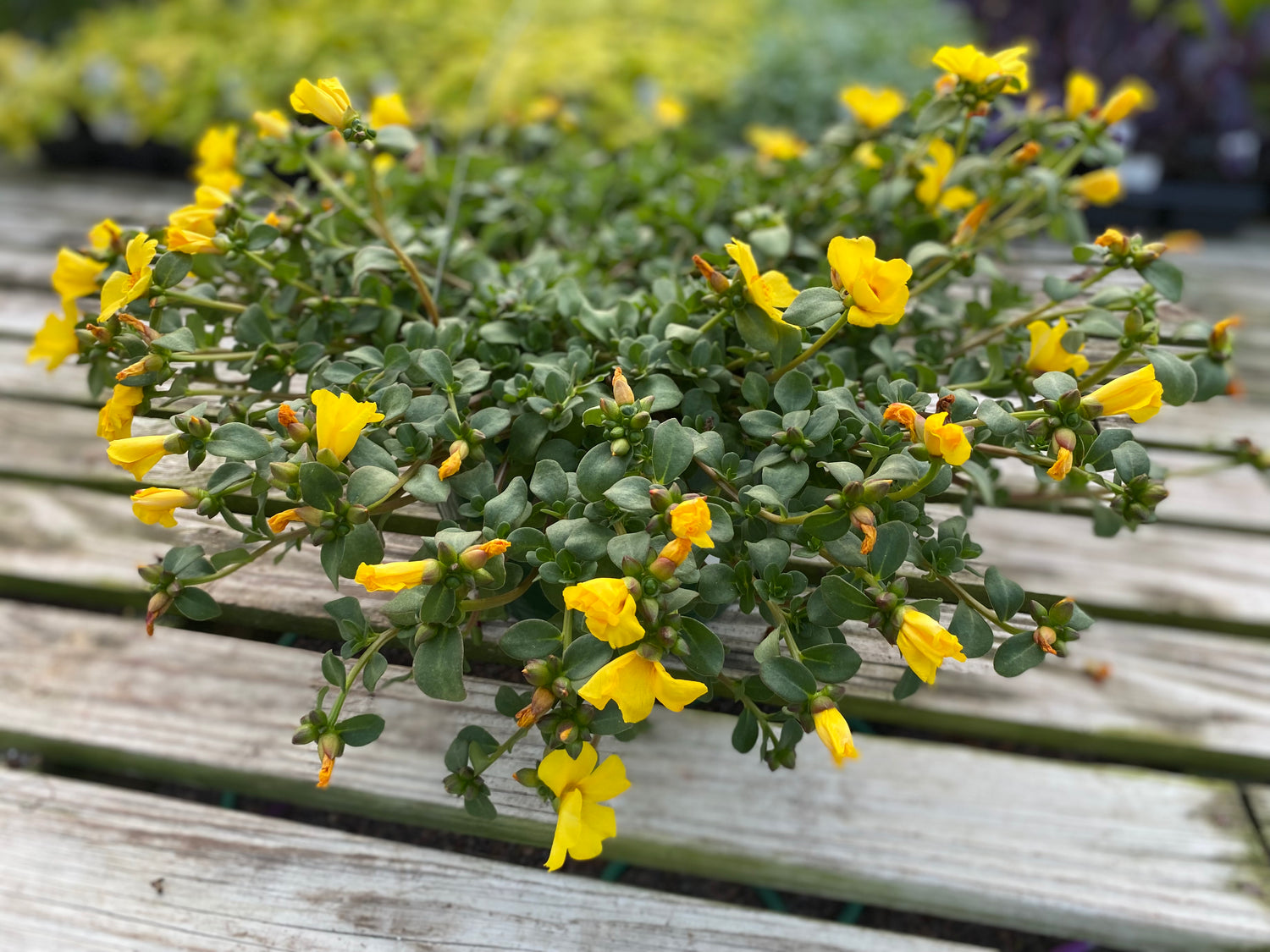 Portulaca Hanging Basket - Yellow