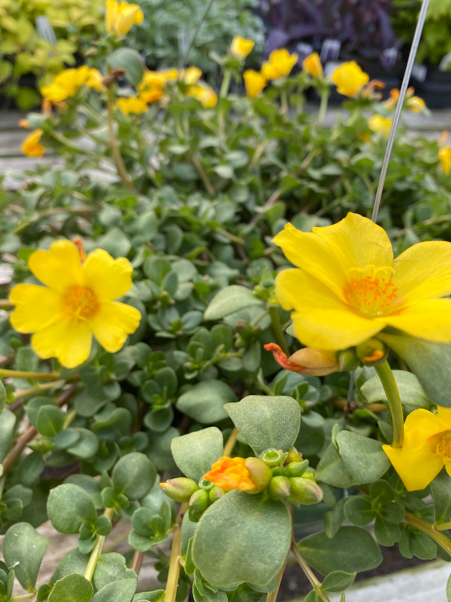 Portulaca Hanging Basket - Yellow