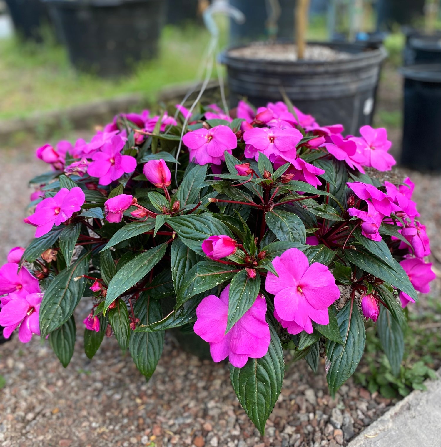 Impatiens Hanging Basket