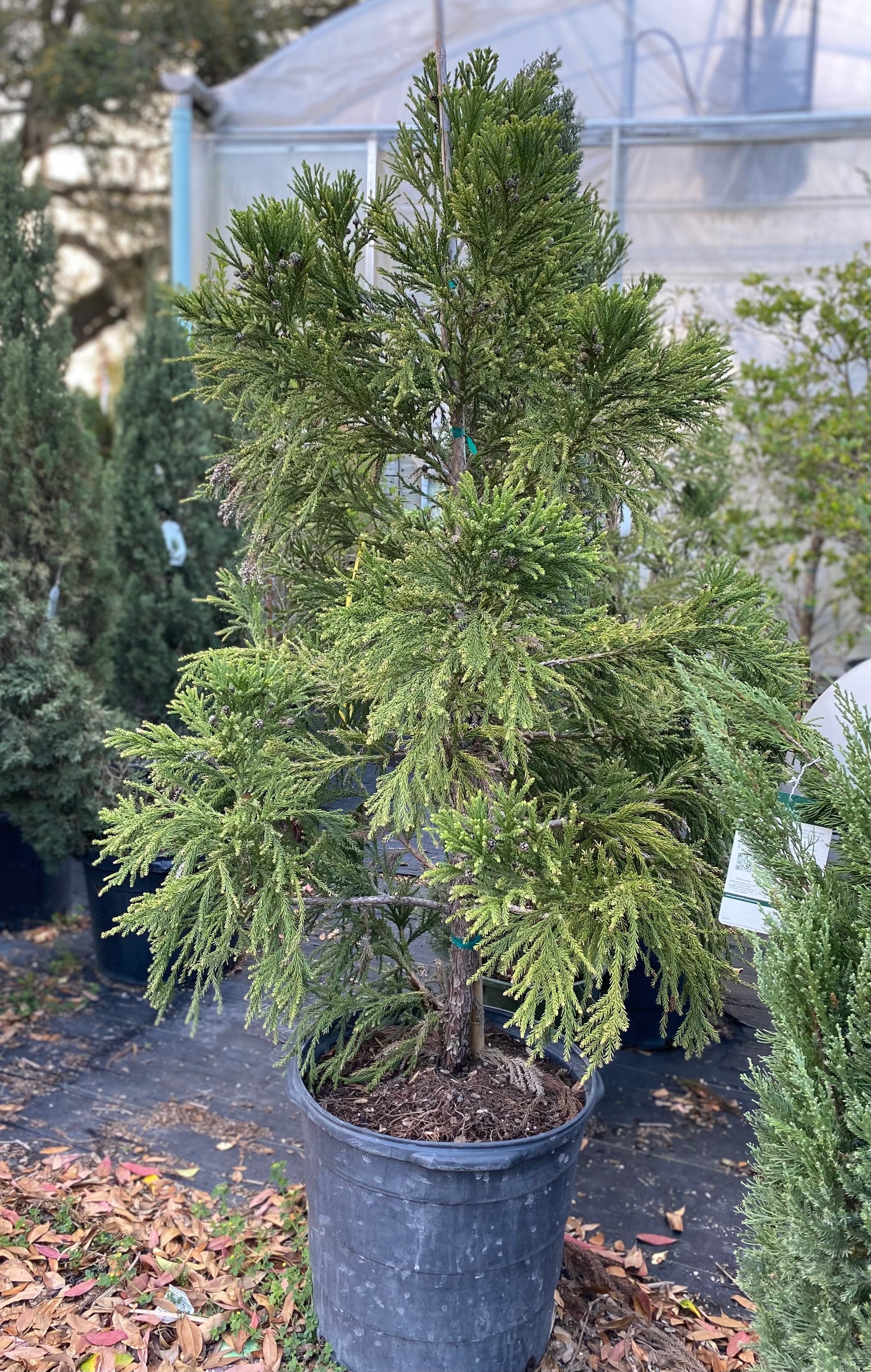 Japanese Cedar - Cryptomeria