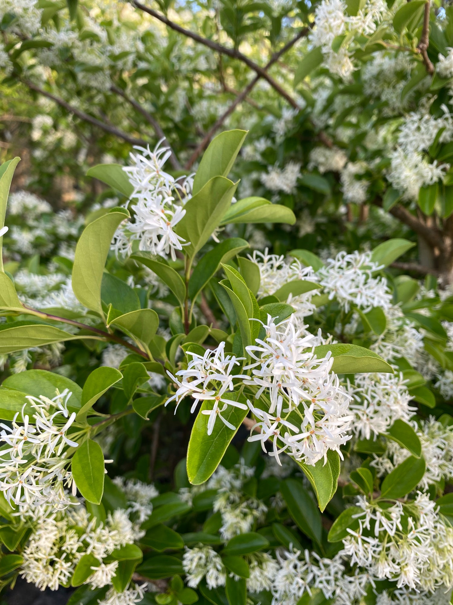 Chinese Fringe Tree
