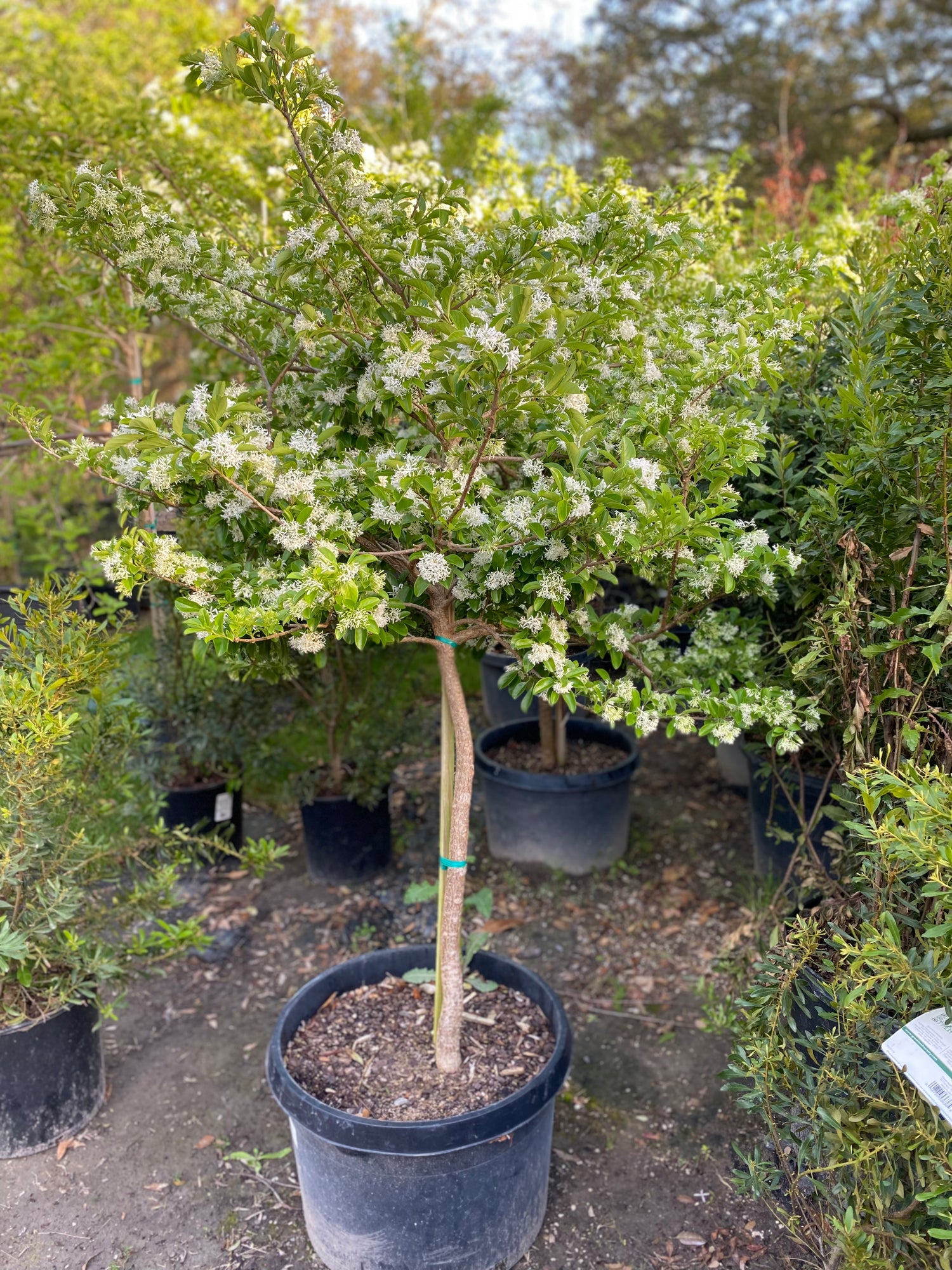 Chinese Fringe Tree