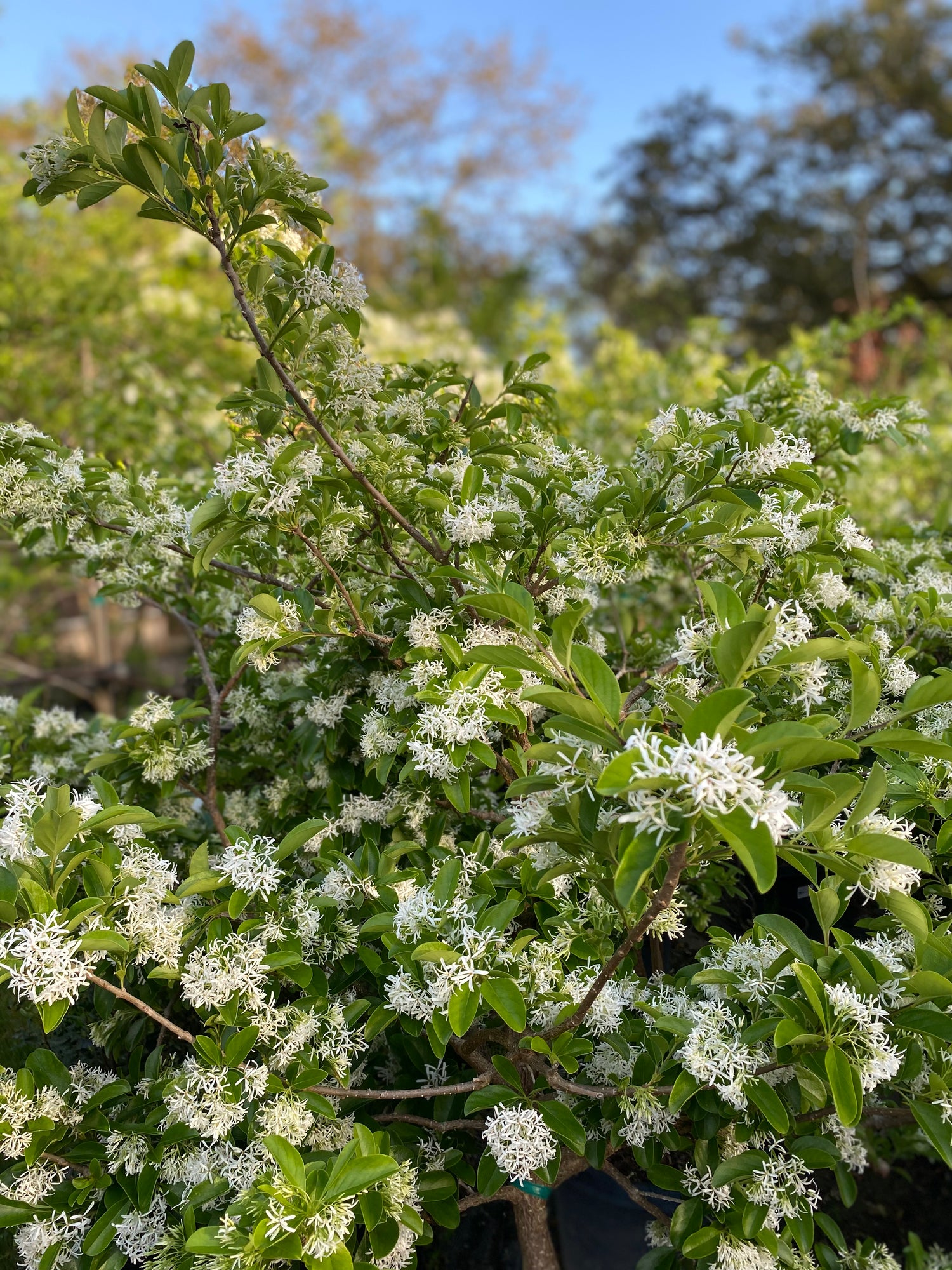 Chinese Fringe Tree