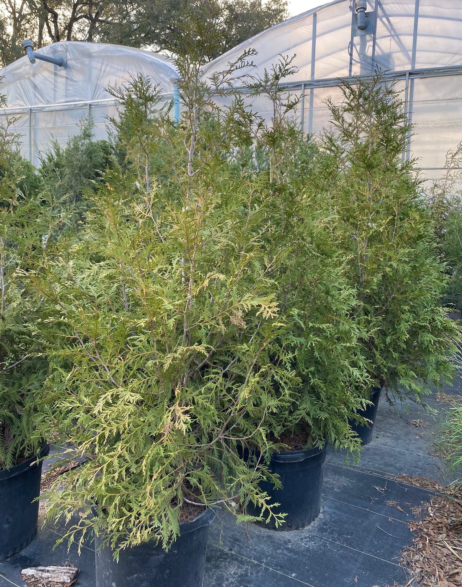 Green Giant Arborvitae
