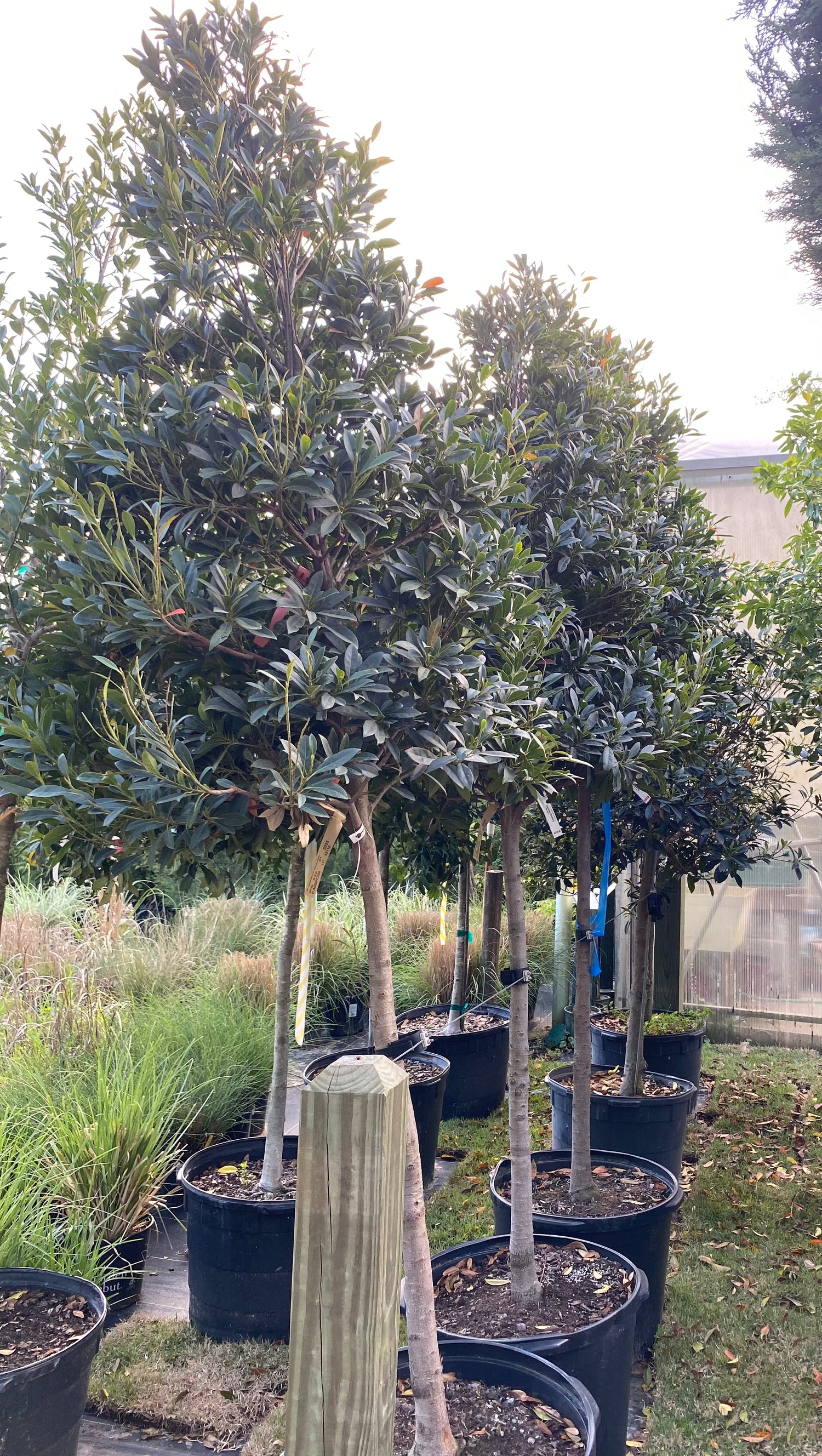 Japanese Blueberry Tree