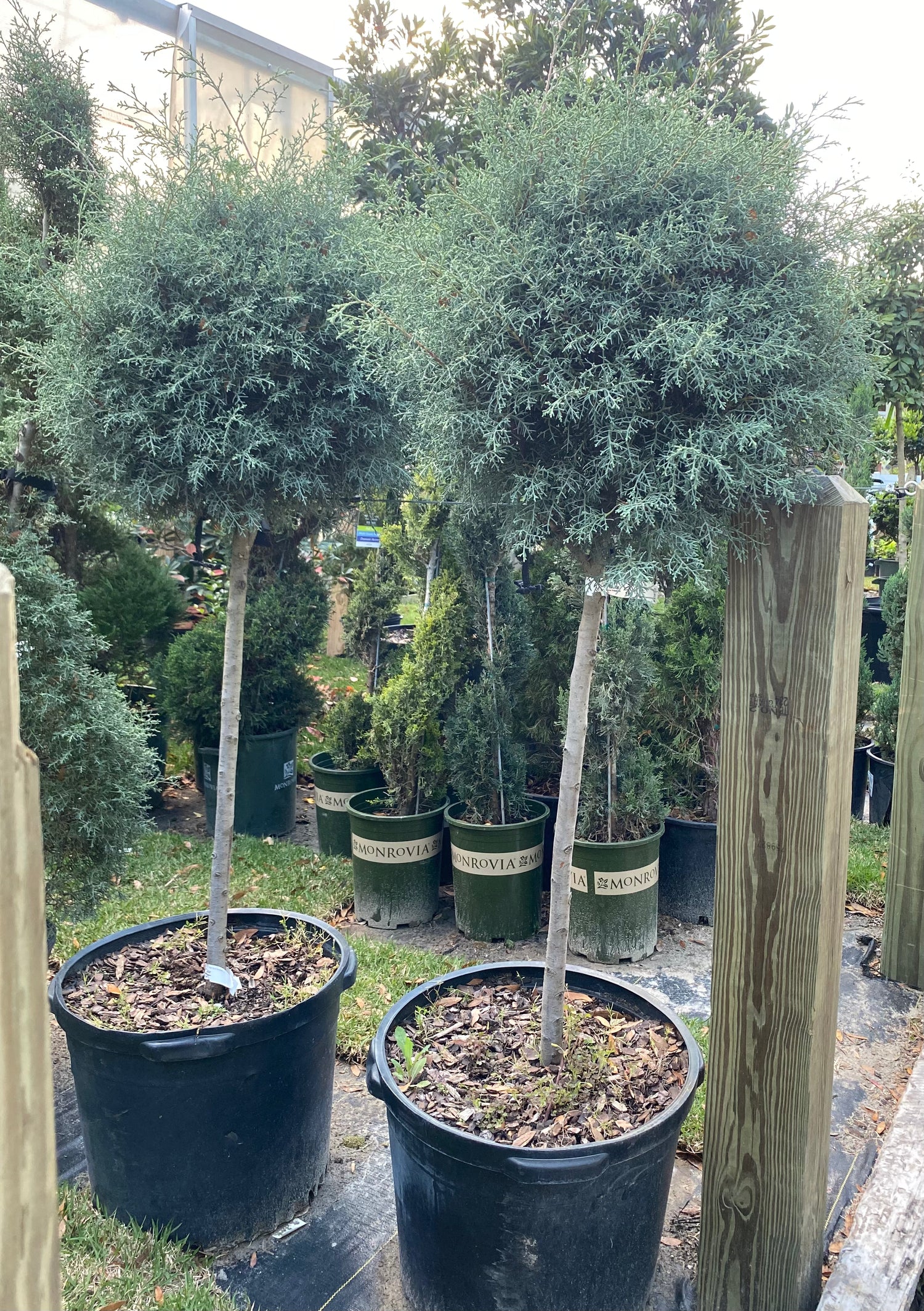 Carolina Sapphire Cypress - Globe Topiary Form