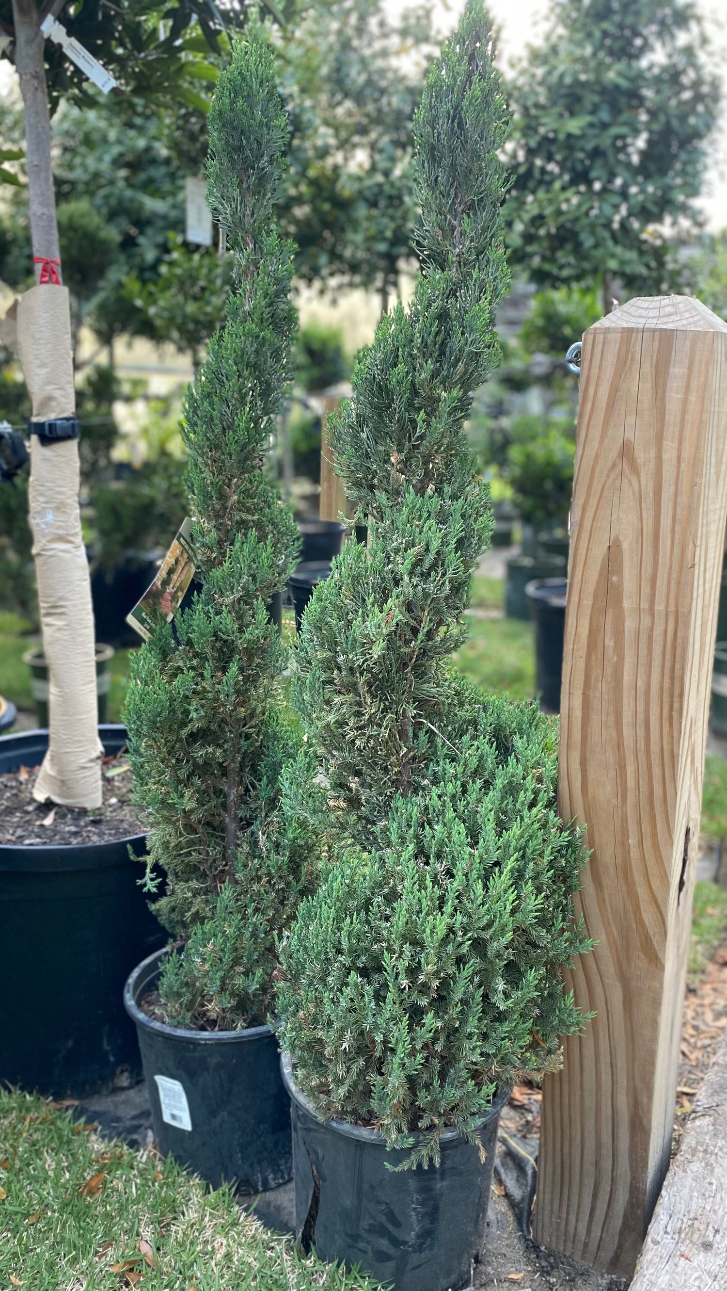 Blue Point Juniper Spiral