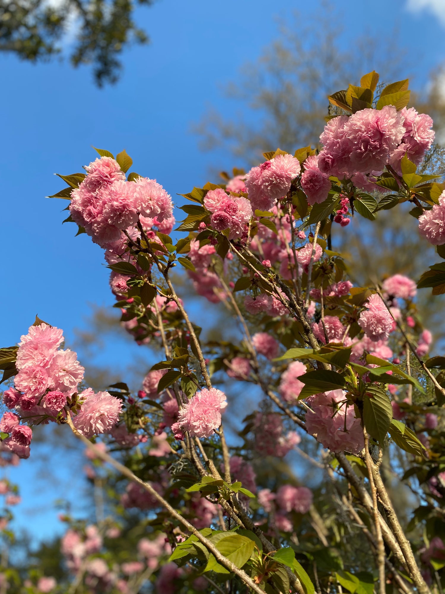 Flowering Cherry - Kanzan on Serrula