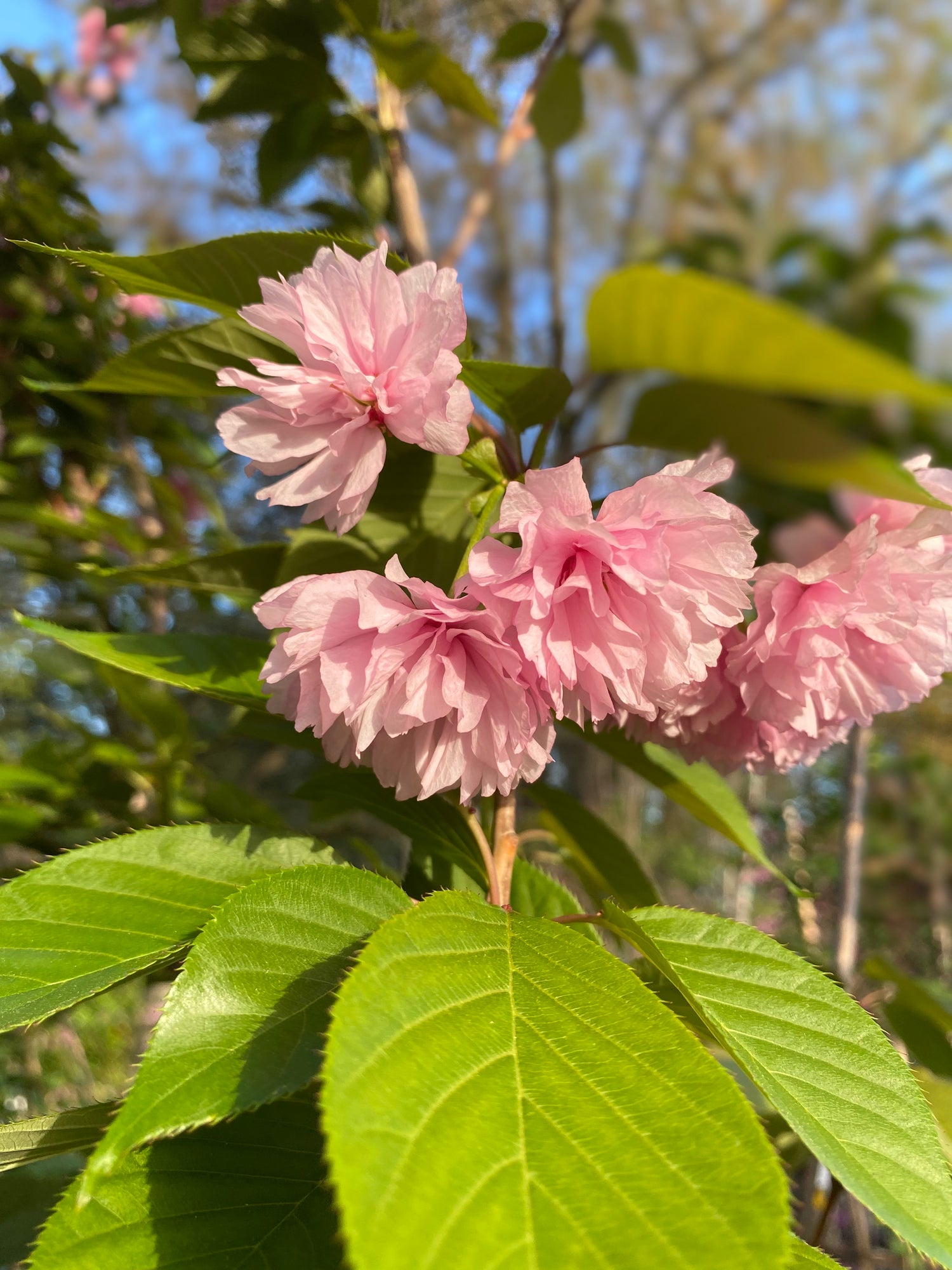 Flowering Cherry - Kanzan on Serrula