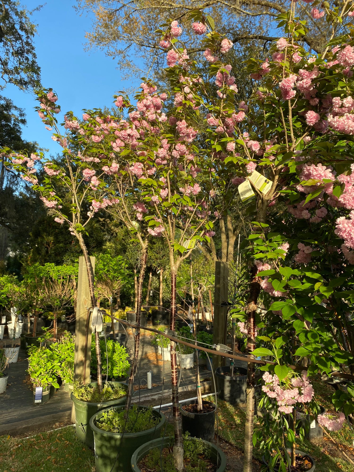 Flowering Cherry - Kanzan on Serrula