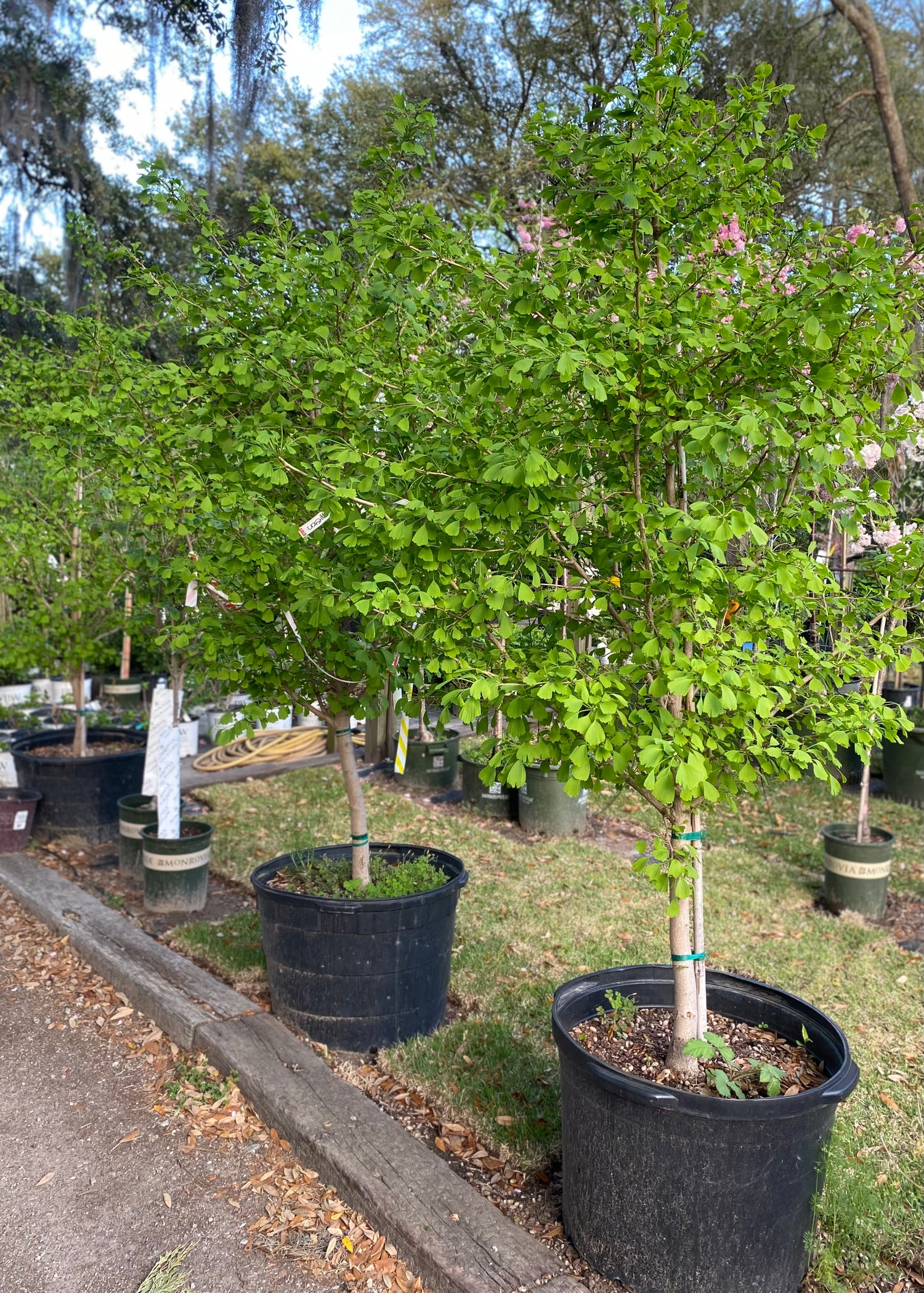 Ginkgo Biloba Tree - Saratoga