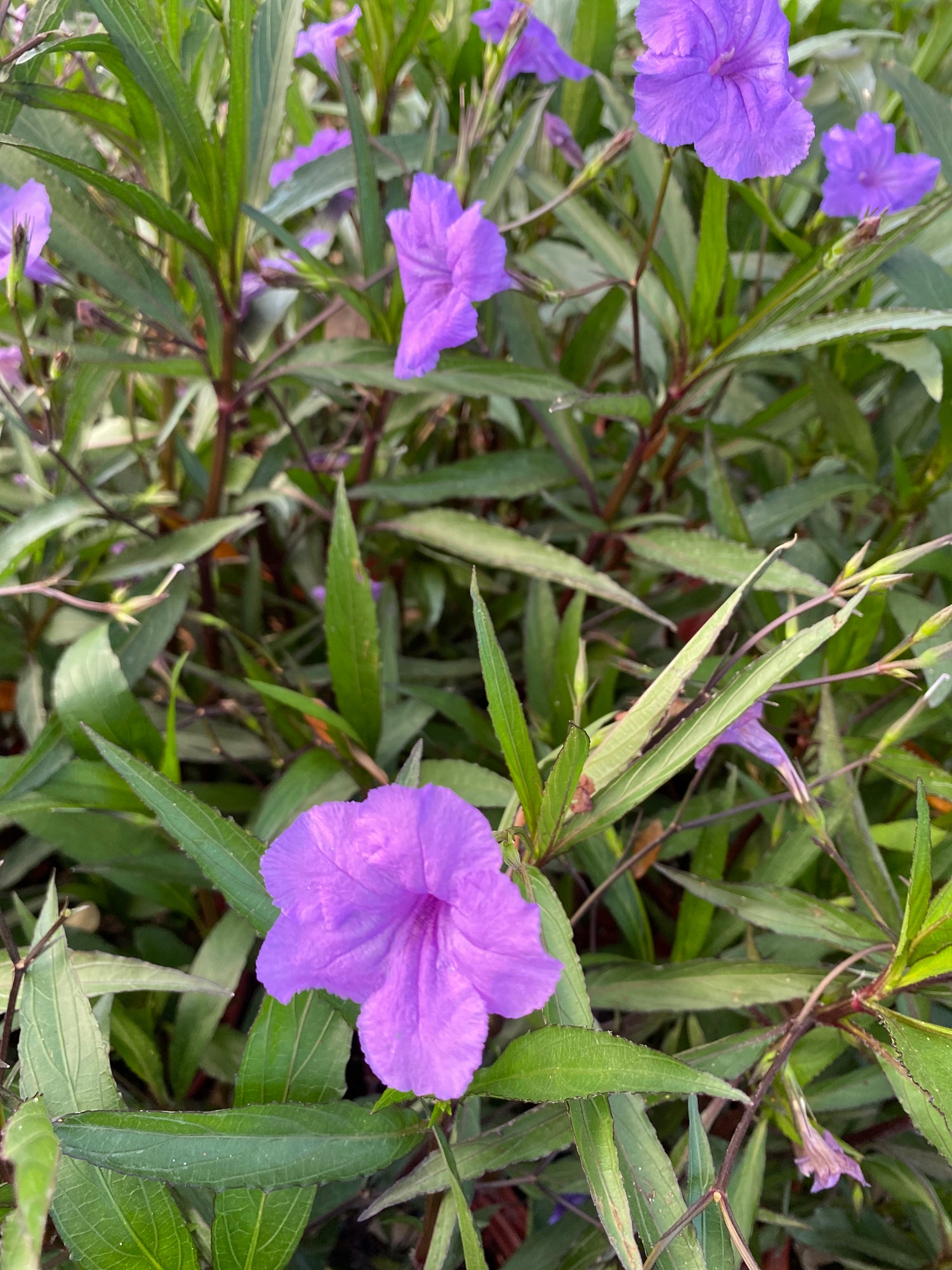 Ruellia - Purple Showers