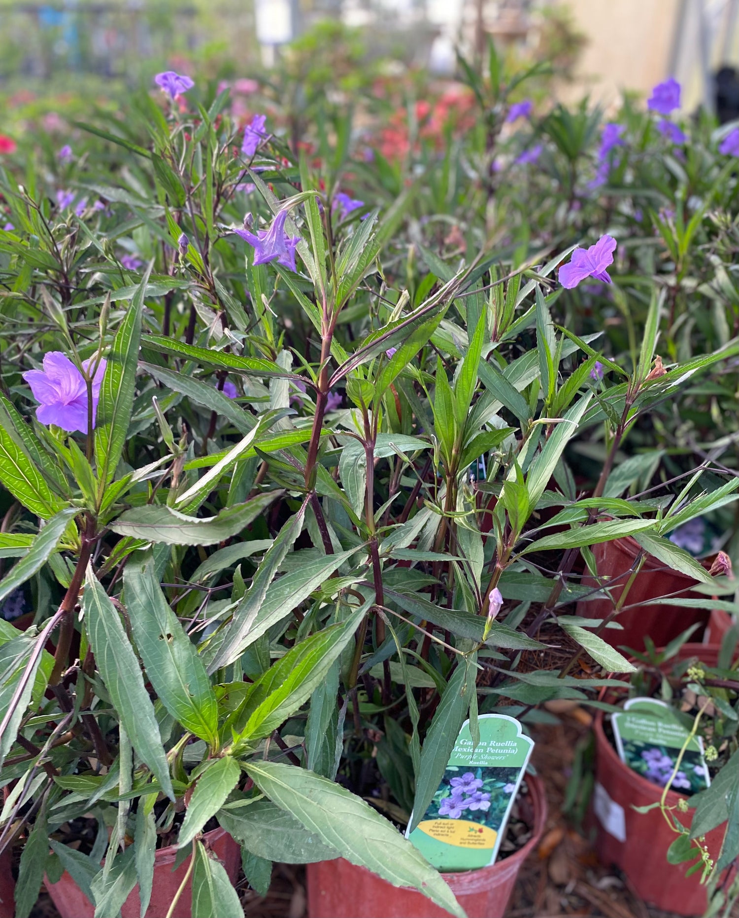 Ruellia - Purple Showers