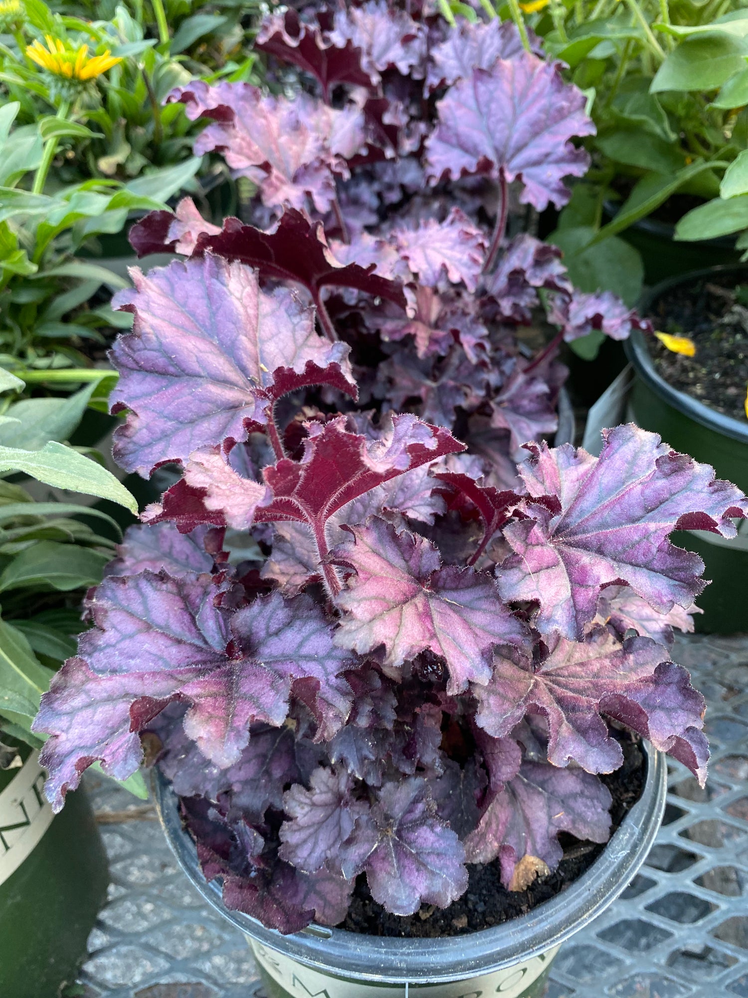 Forever Purple Heuchera
