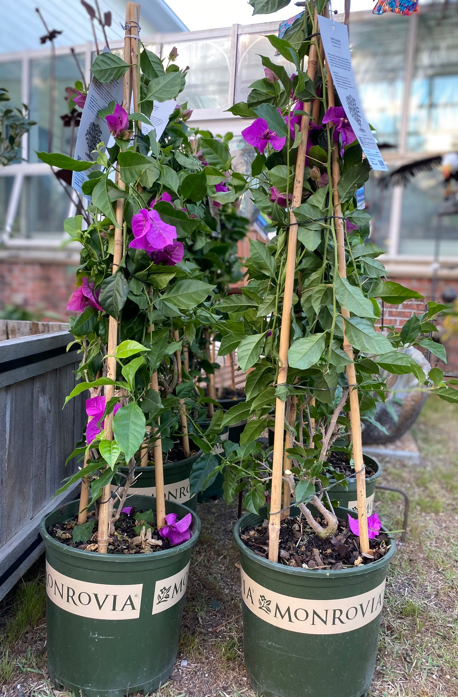 Purple Queen Bougainvillea