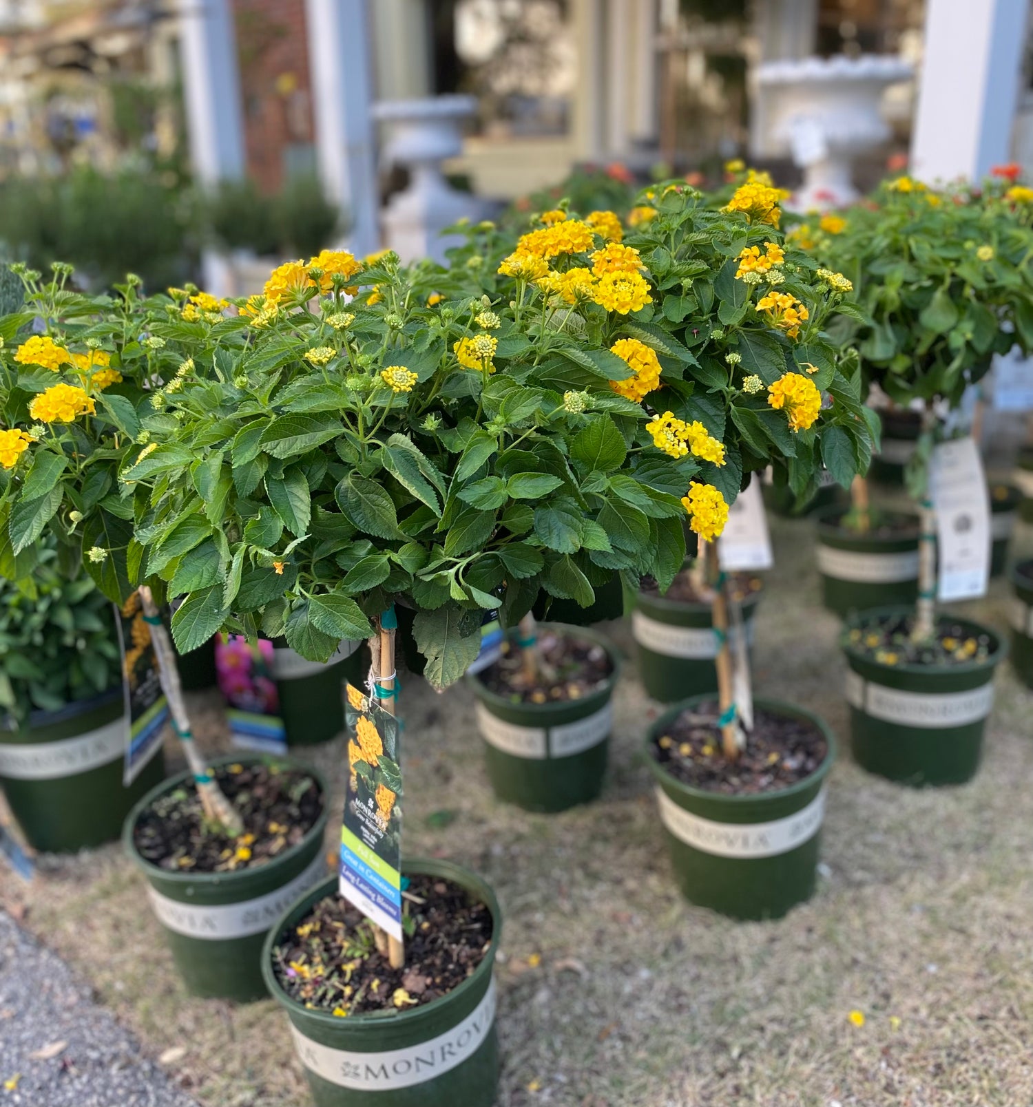 Fiesta Pina Lantana Topiary