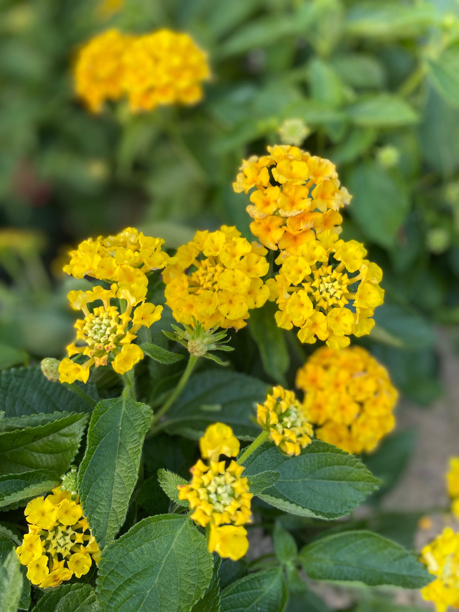 Fiesta Pina Lantana Topiary