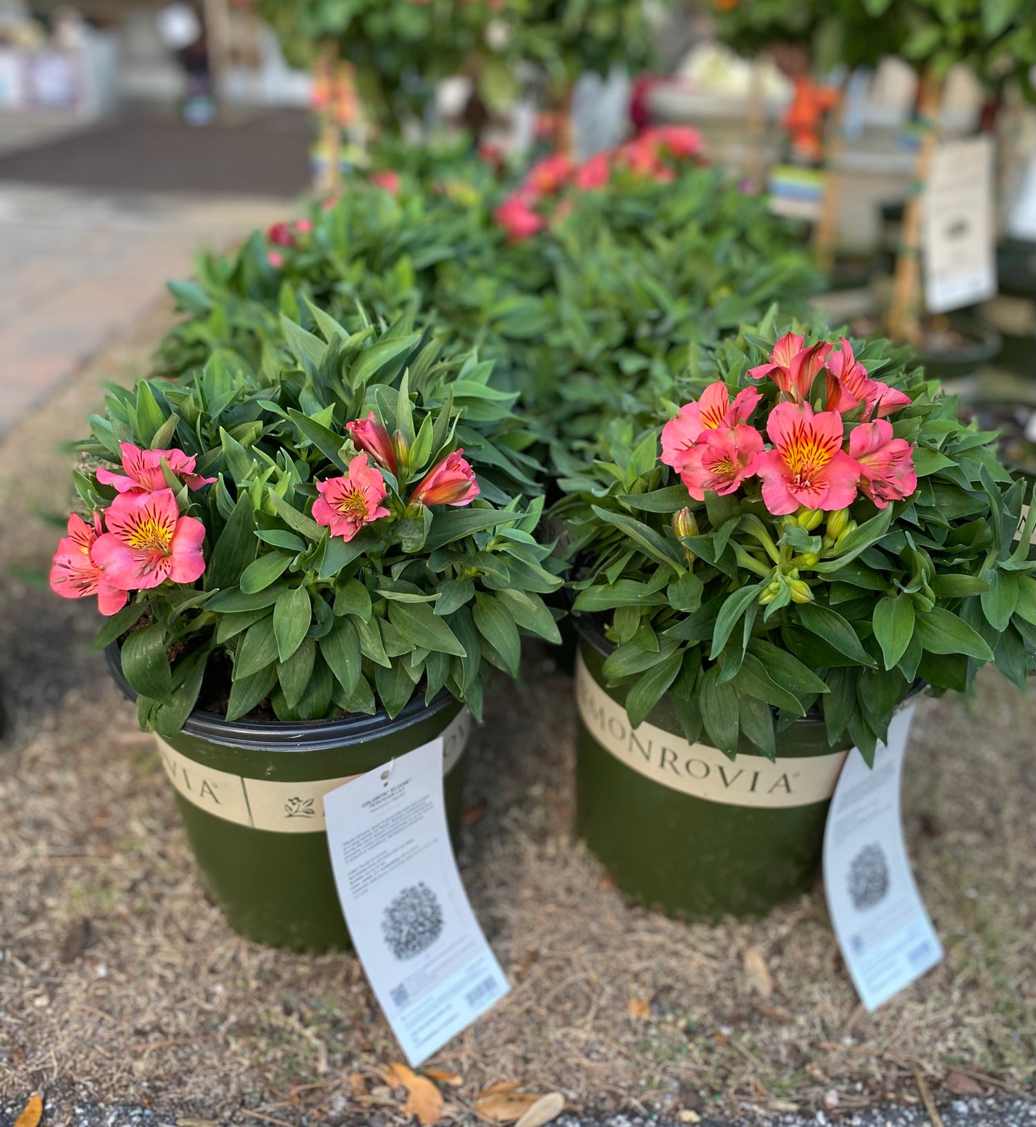 Peruvian Lily - Colorita Eliane