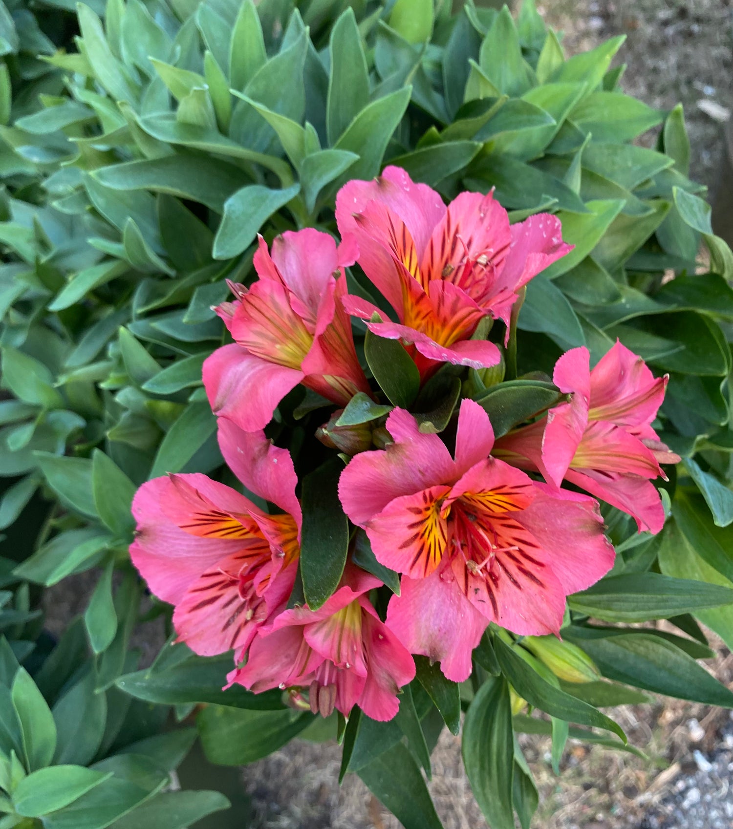 Peruvian Lily - Colorita Eliane