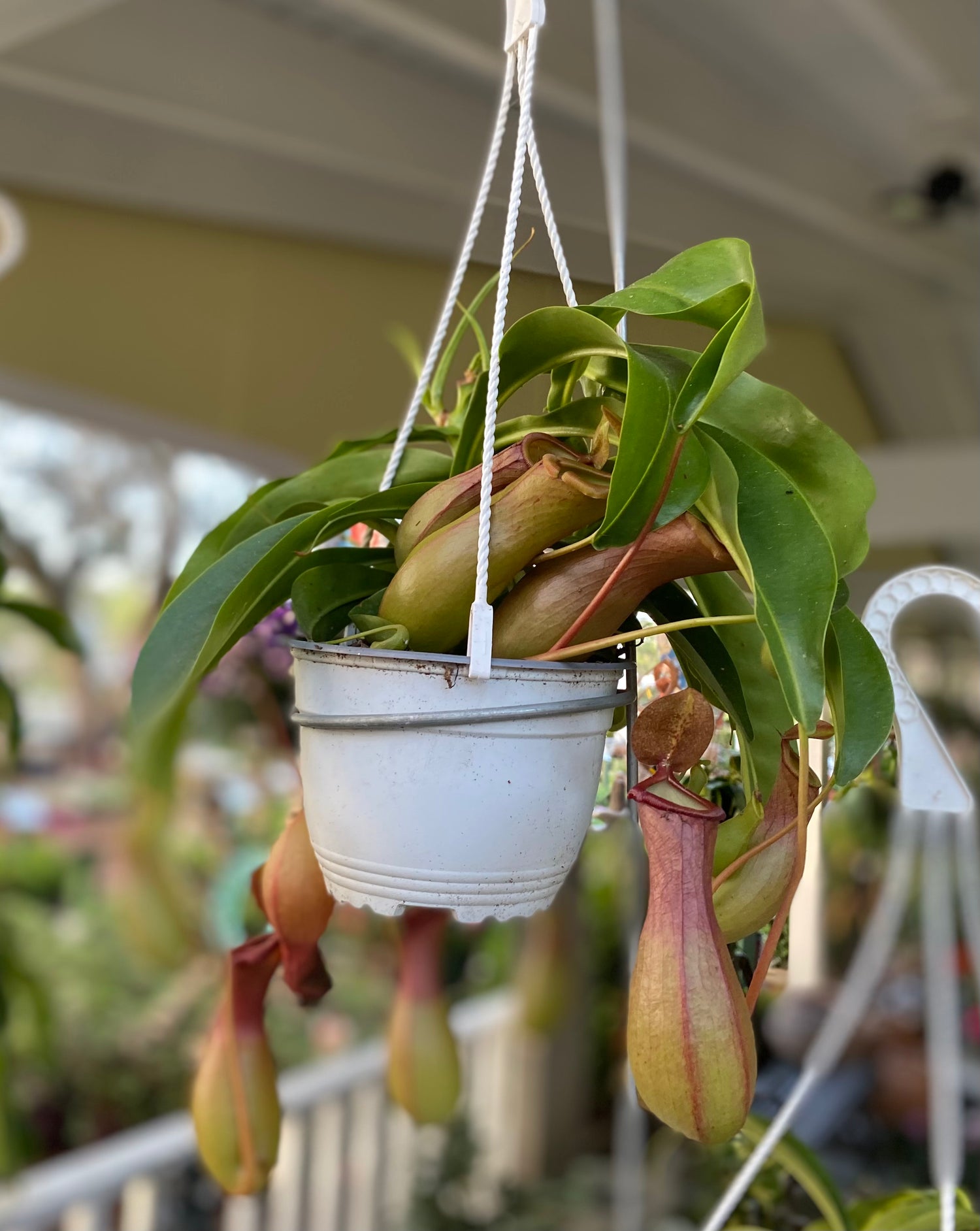 Pitcher Plant - Nepenthes Alata 6"