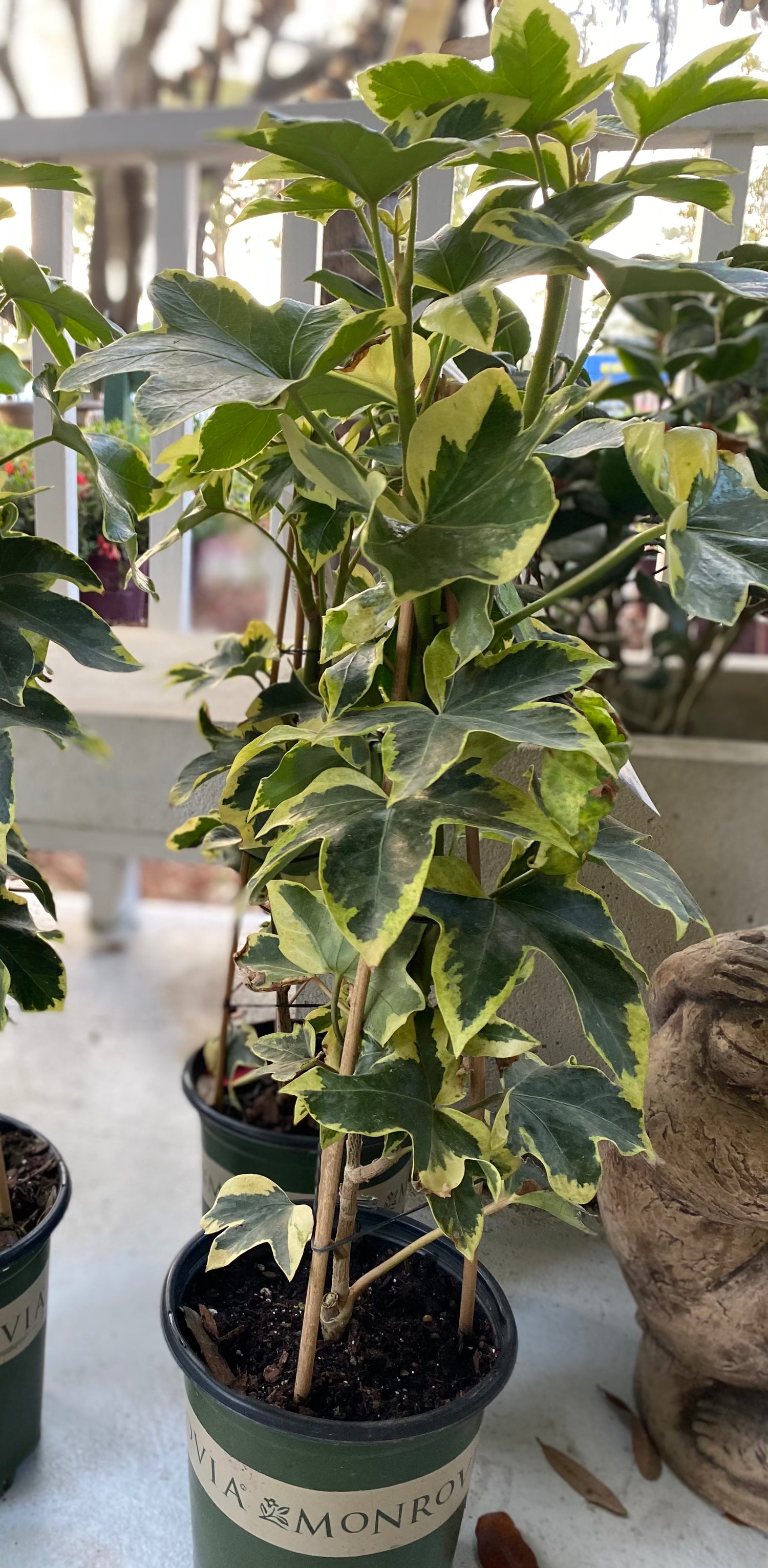 Angyo Star Tree Ivy