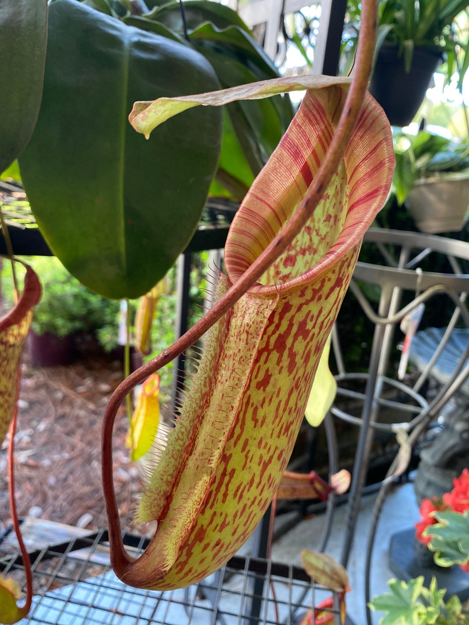 Pitcher Plant - Nepenthes Alata 6"