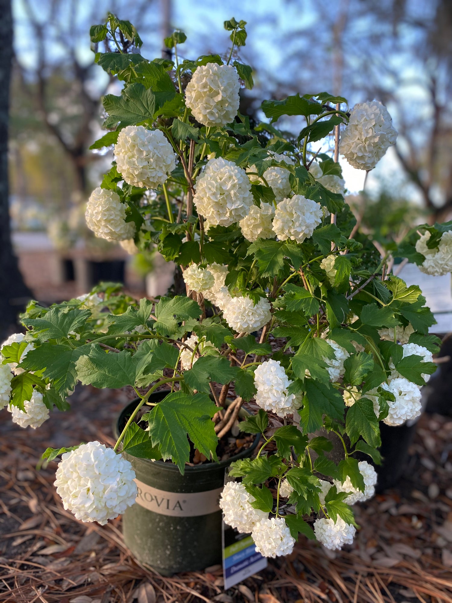 Eastern Snowball Viburnum