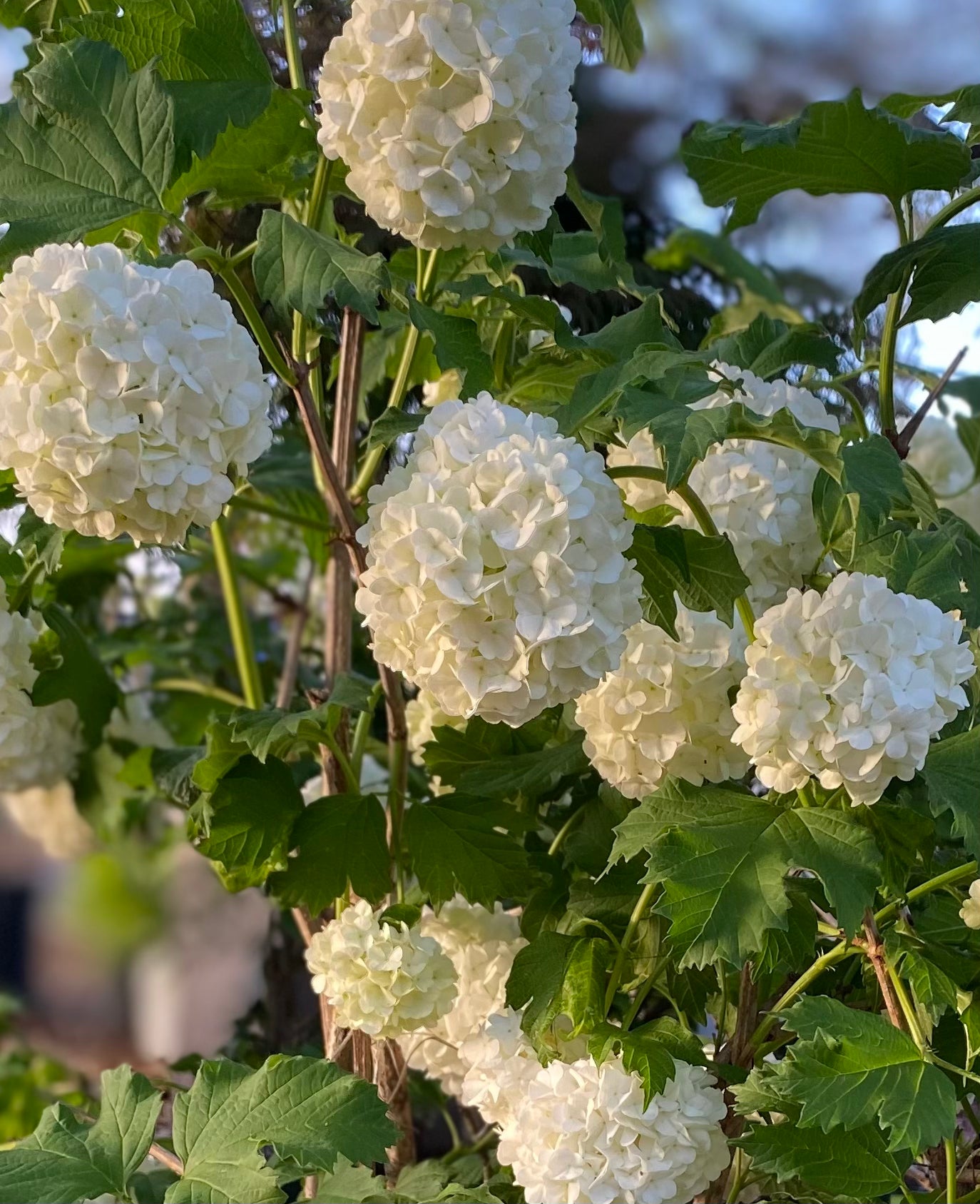 Eastern Snowball Viburnum